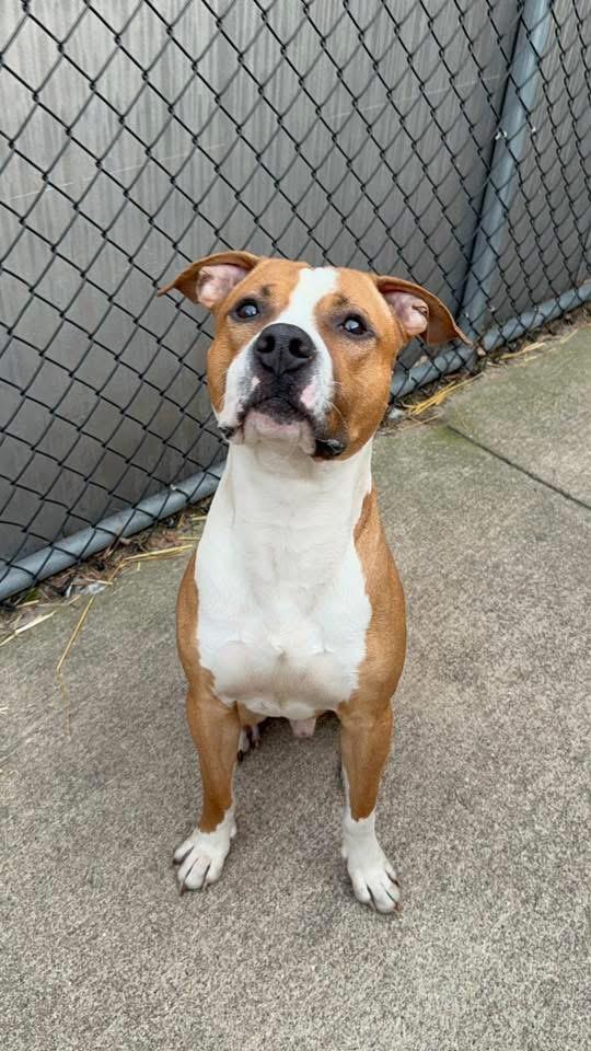 Enlarge Anders, a ADOPTABLE Pit Bull Terrier in Chicago, IL image 2/5