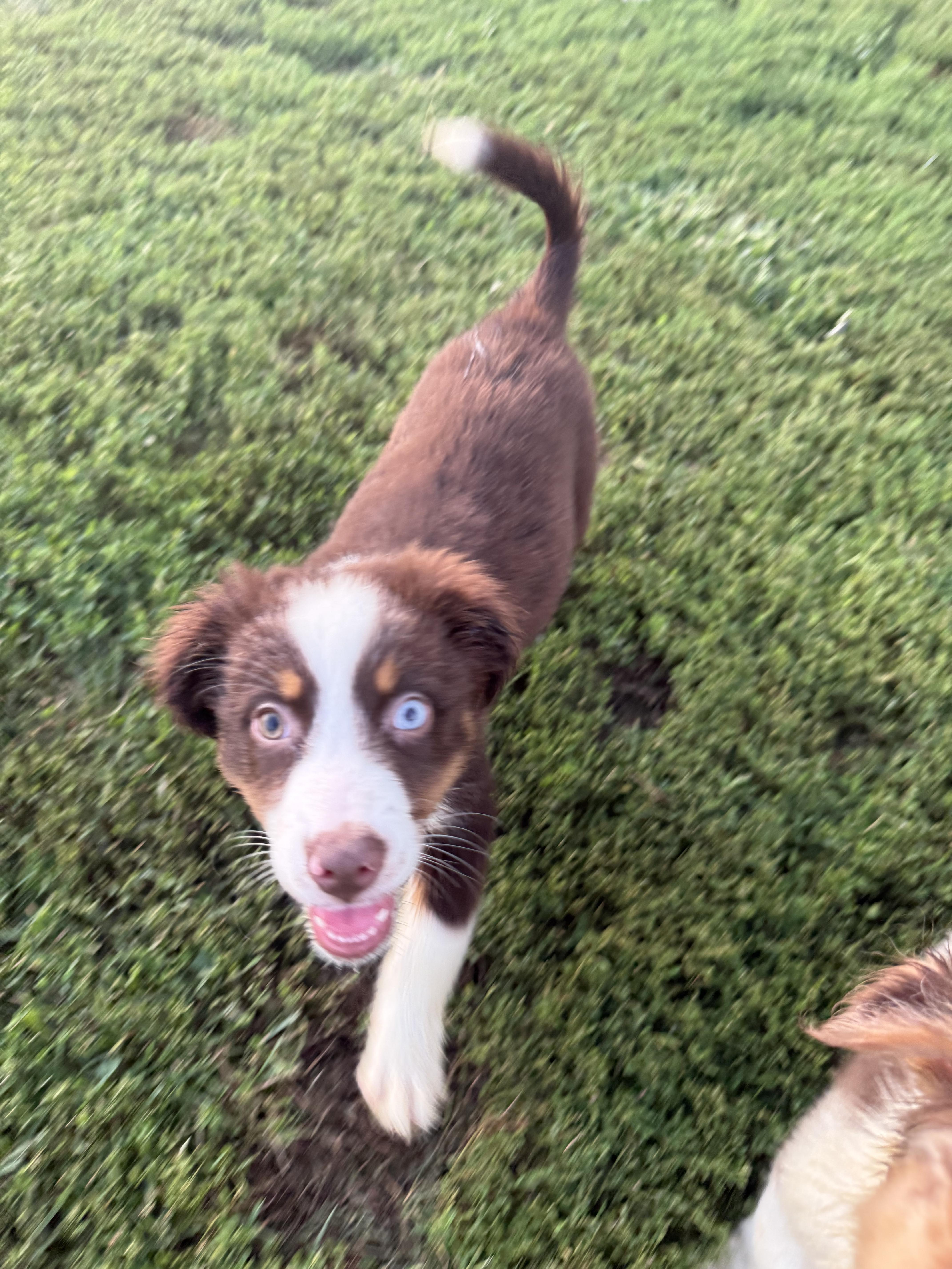 Oswald, adopted, Young Male Australian Shepherd.
