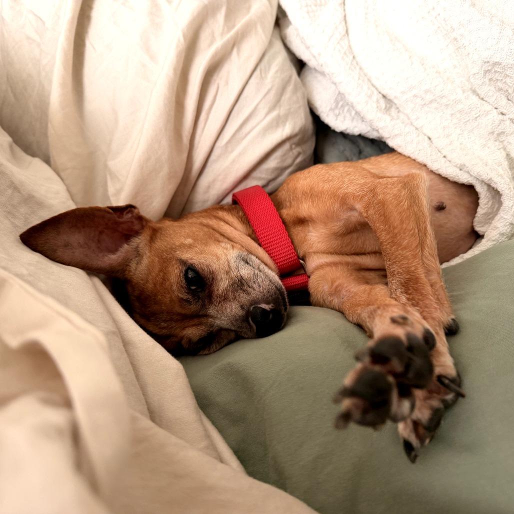 Enlarge Pepita, a Adoptable mixed breed in Durham, NC image 1/6