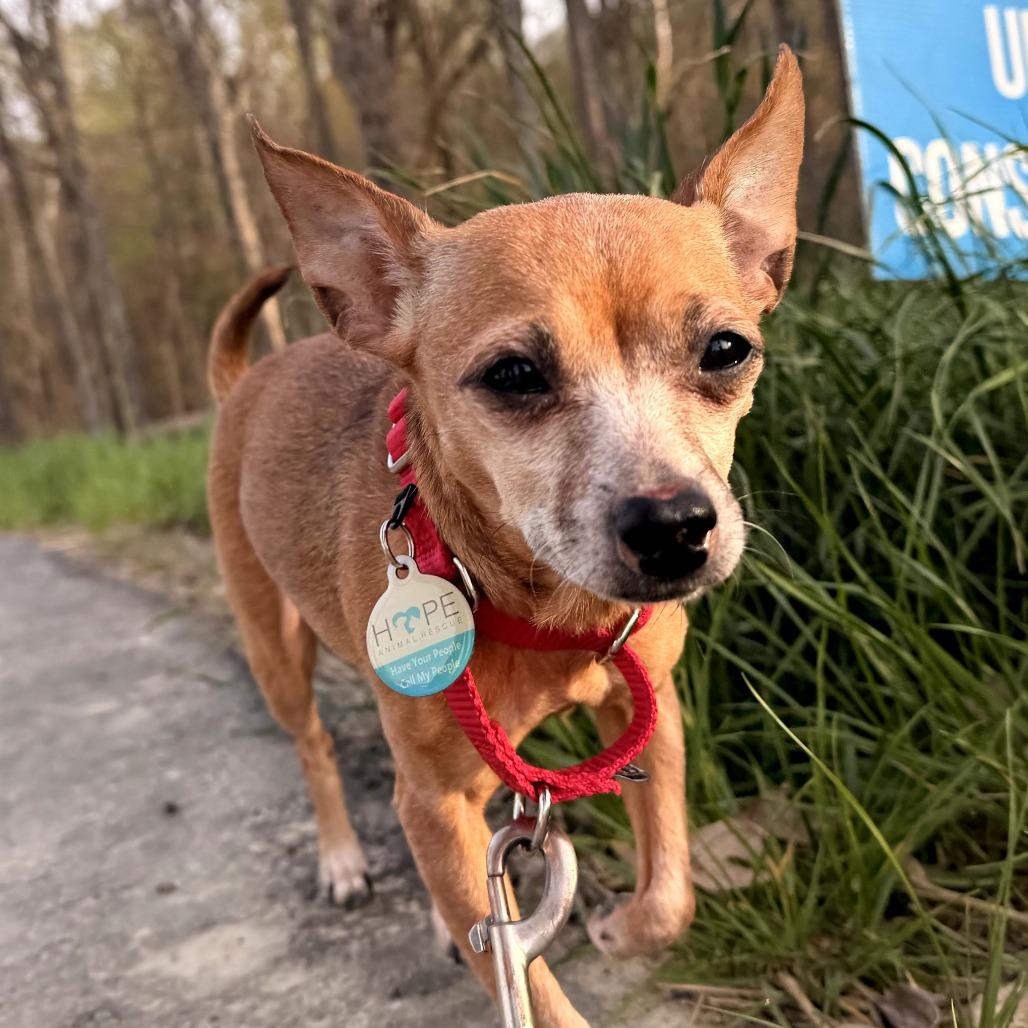 Enlarge Pepita, a Adoptable mixed breed in Durham, NC image 2/6