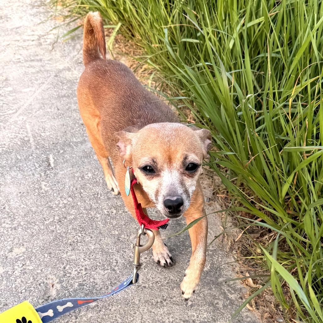 Enlarge Pepita, a Adoptable mixed breed in Durham, NC image 3/6