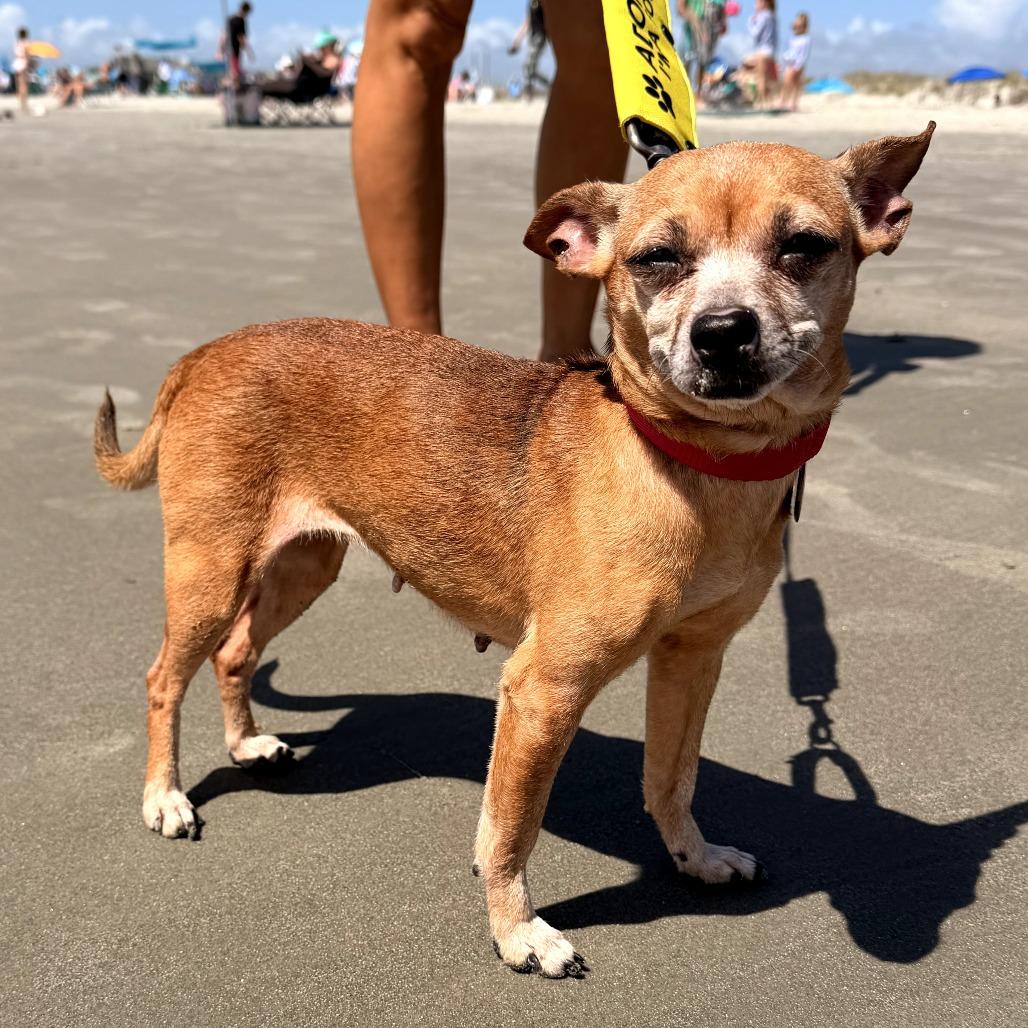 Enlarge Pepita, a Adoptable mixed breed in Durham, NC image 4/6