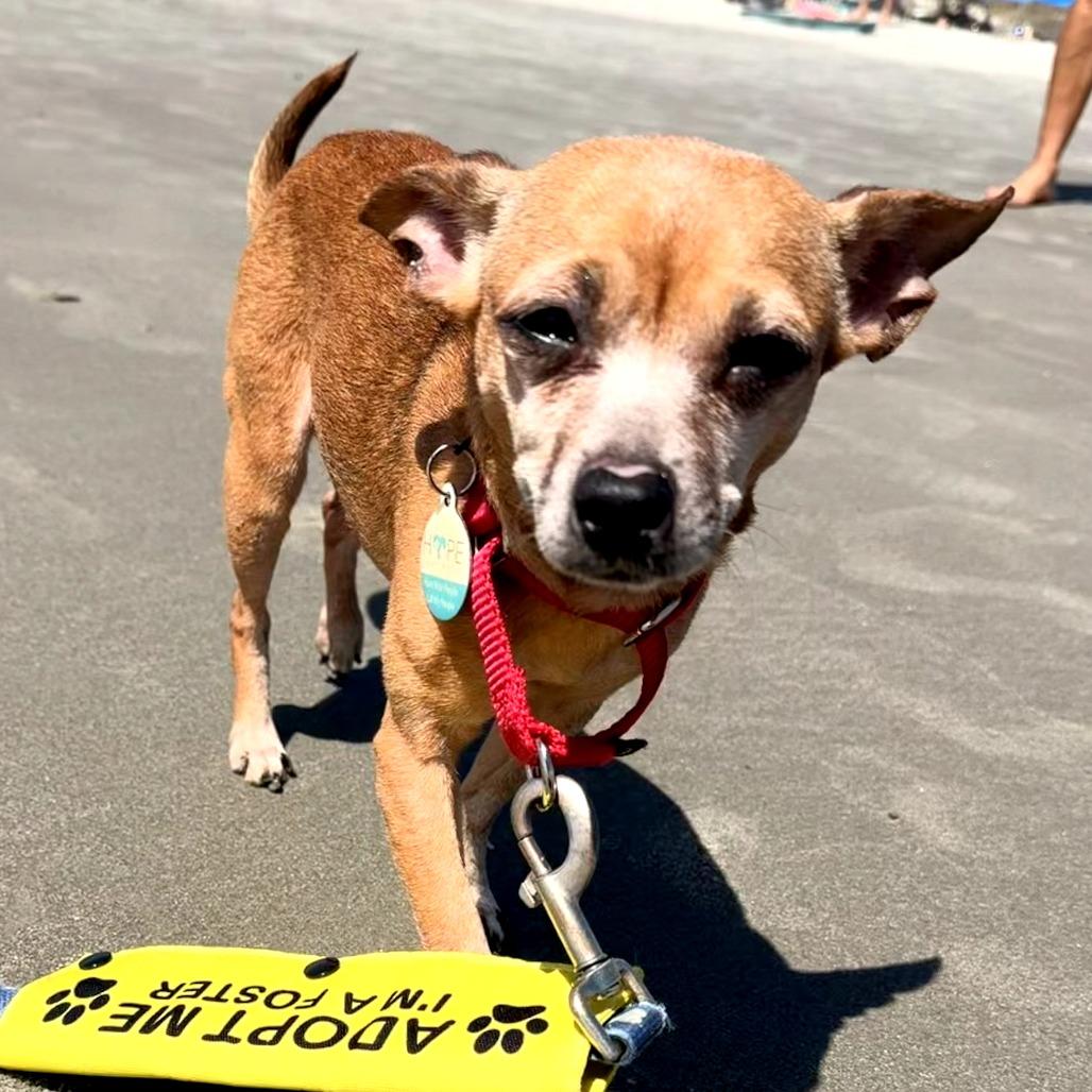 Enlarge Pepita, a Adoptable mixed breed in Durham, NC image 5/6