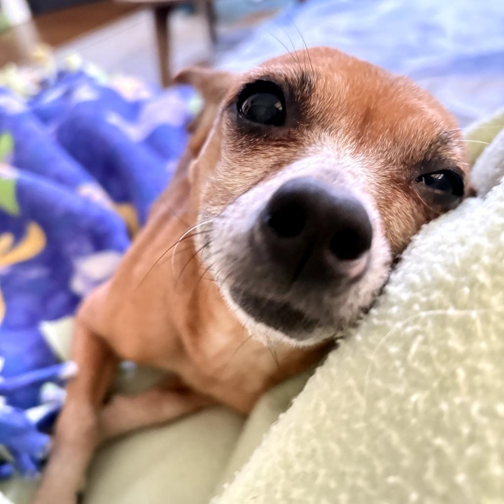 Enlarge Pepita, a Adoptable mixed breed in Durham, NC image 6/6