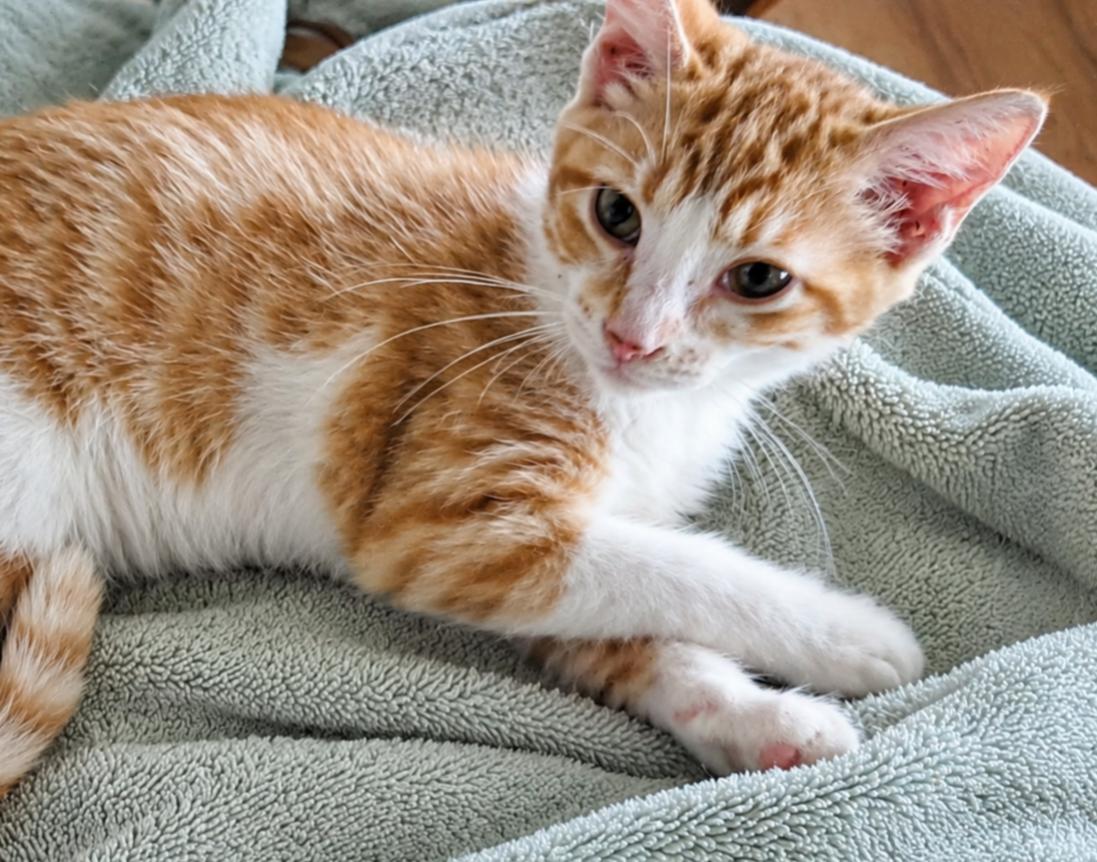 Enlarge Flint, a Adopted Domestic Short Hair in Hamilton, MI image 1/1