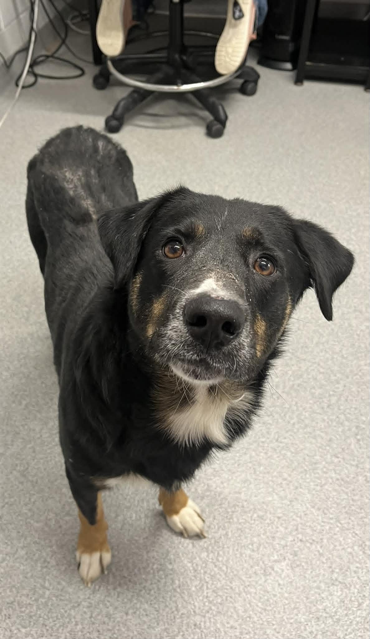 Woody , Adoptable, Adult Male Mixed Breed.