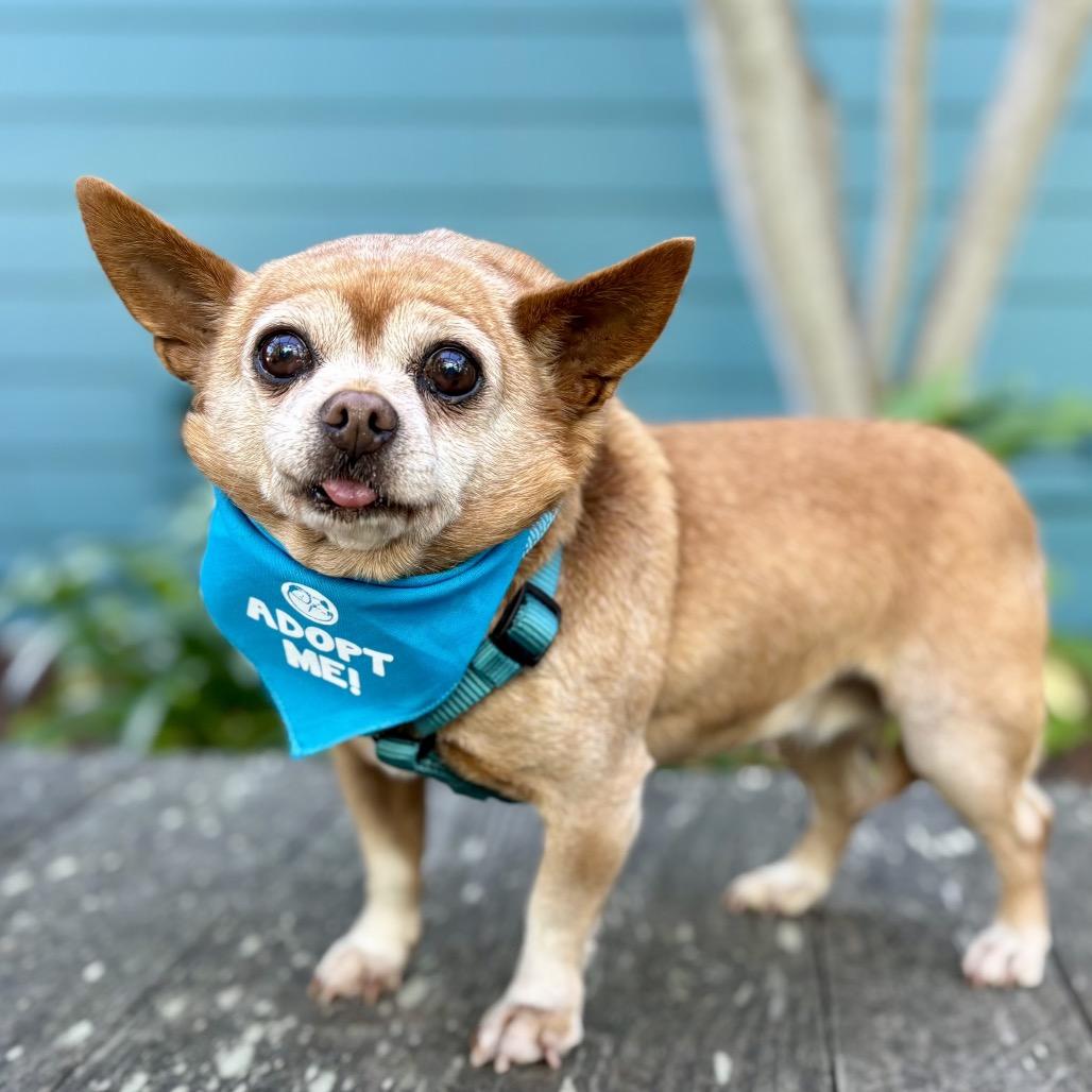 Chunkette — thumbnail 4