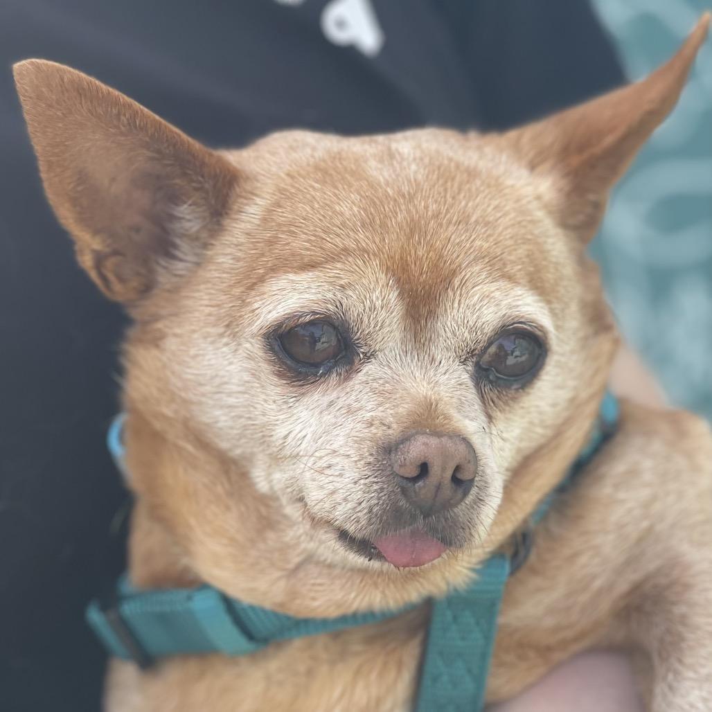 Chunkette — thumbnail 5