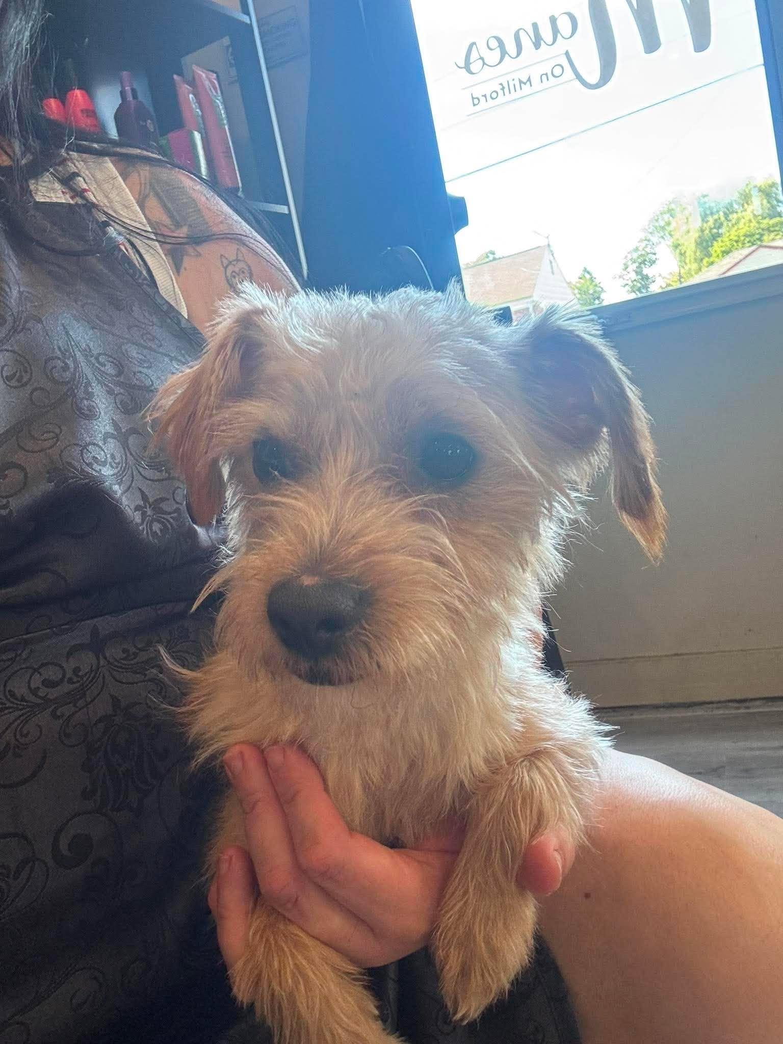 Rusty, Adopted, Young Male Terrier.