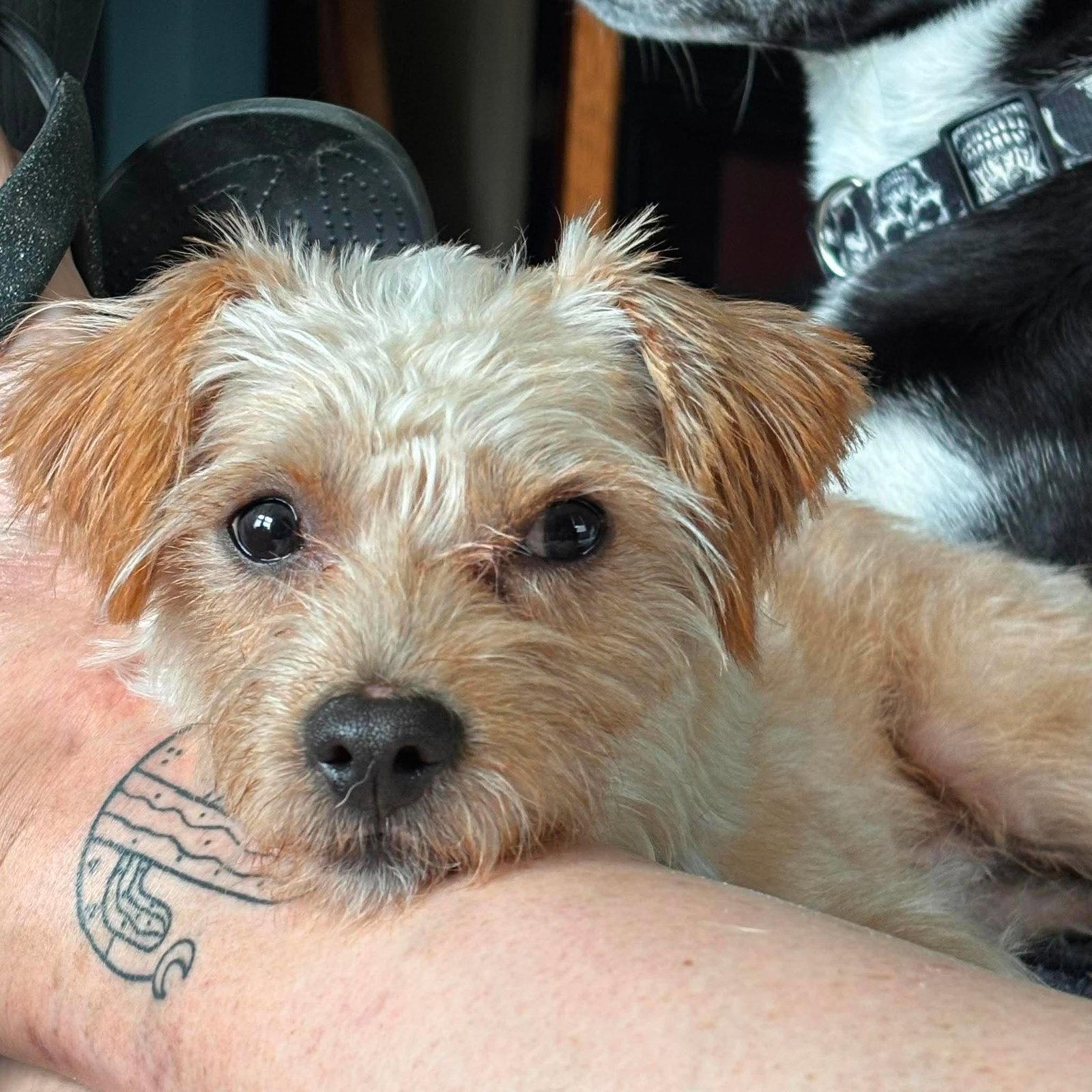 Rusty, a Adopted Terrier in Shillington, PA image 2/3