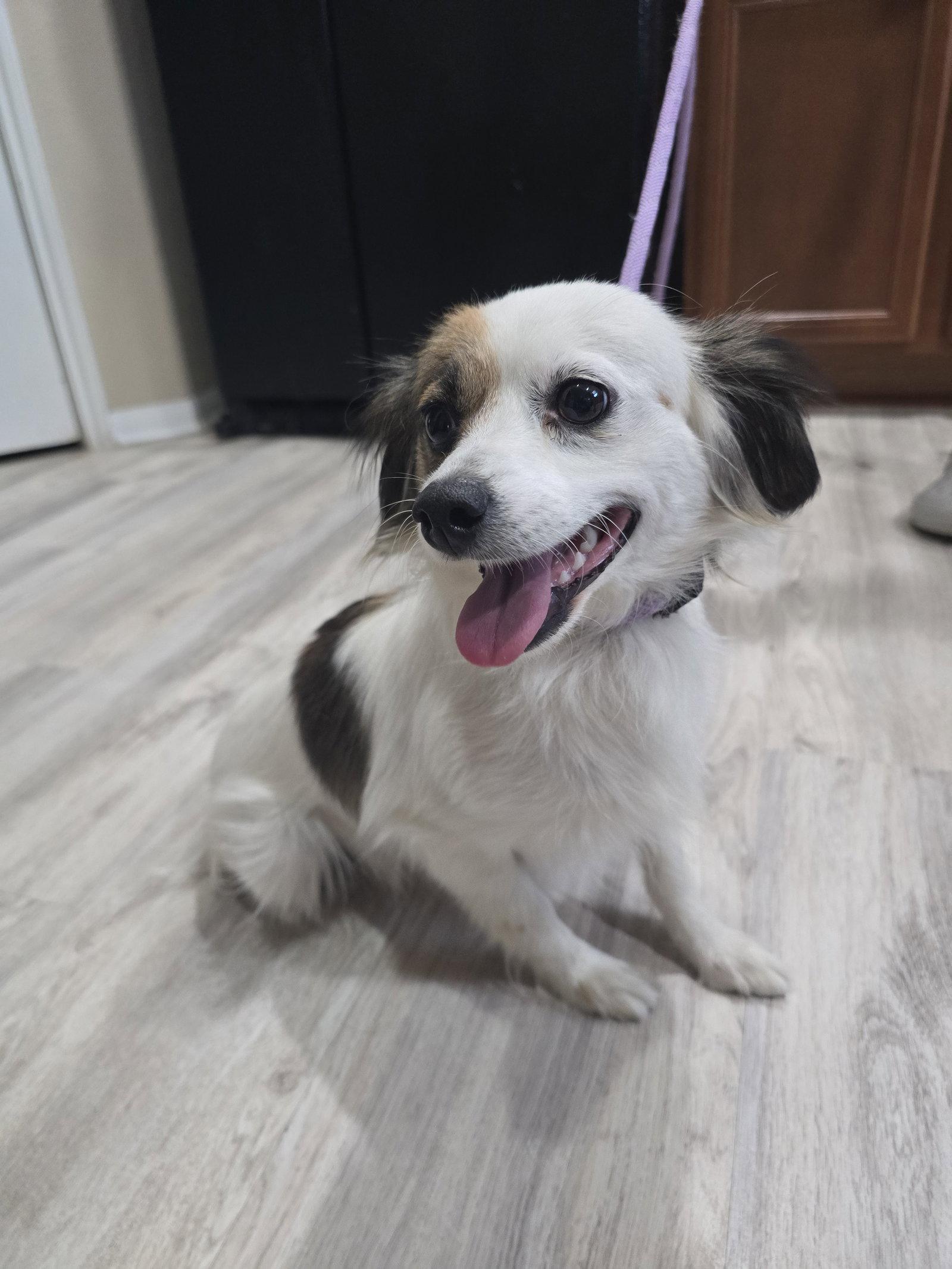 Eevee, Adopted, Young Female Chihuahua & Papillon.