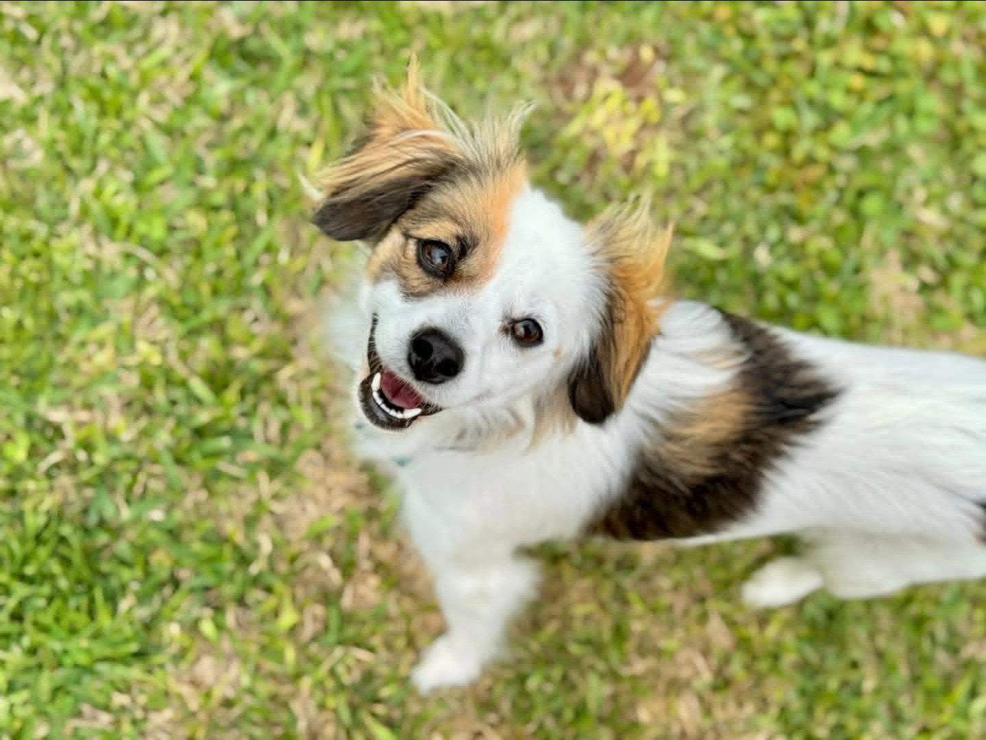 Enlarge Eevee, a Adopted mixed breed in Rosenberg, TX image 3/3