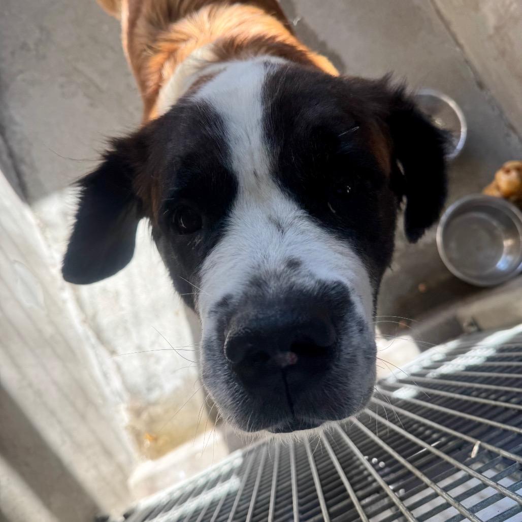 Mocha Marin A thumbnail 3