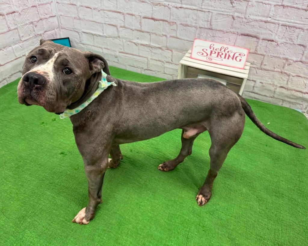 Iceland, Adoptable, Adult Male Mixed Breed.