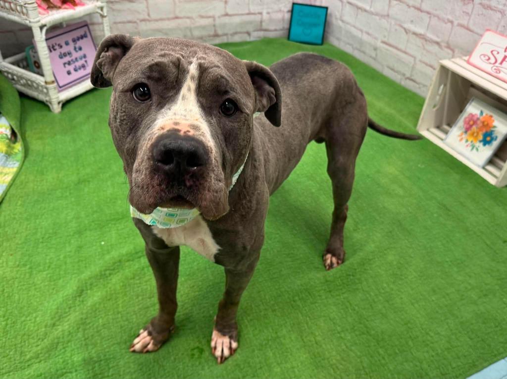 Iceland, a Adoptable mixed breed in Detroit, MI image 2/6