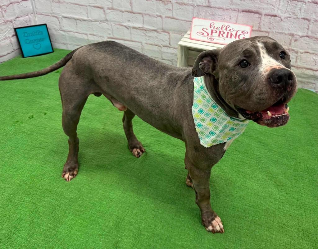 Iceland, a Adoptable mixed breed in Detroit, MI image 3/6