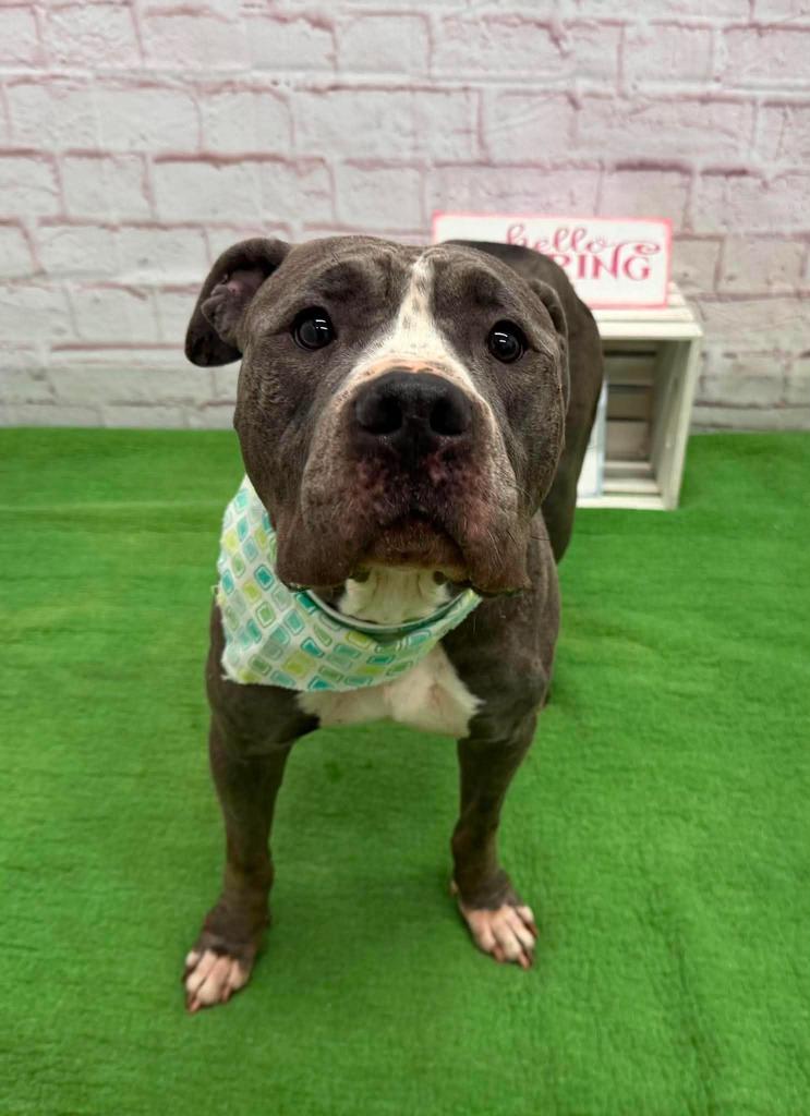Iceland, a Adoptable mixed breed in Detroit, MI image 4/6