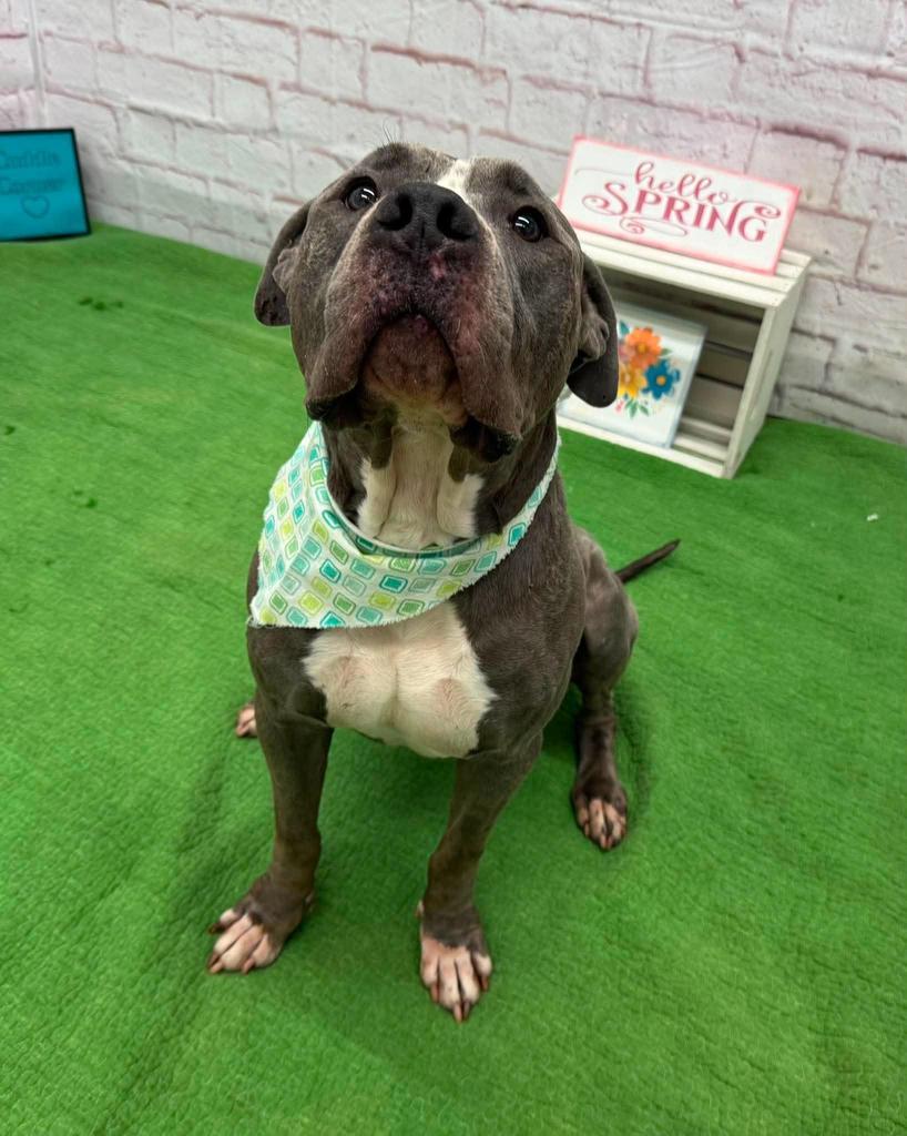 Iceland, a Adoptable mixed breed in Detroit, MI image 5/6