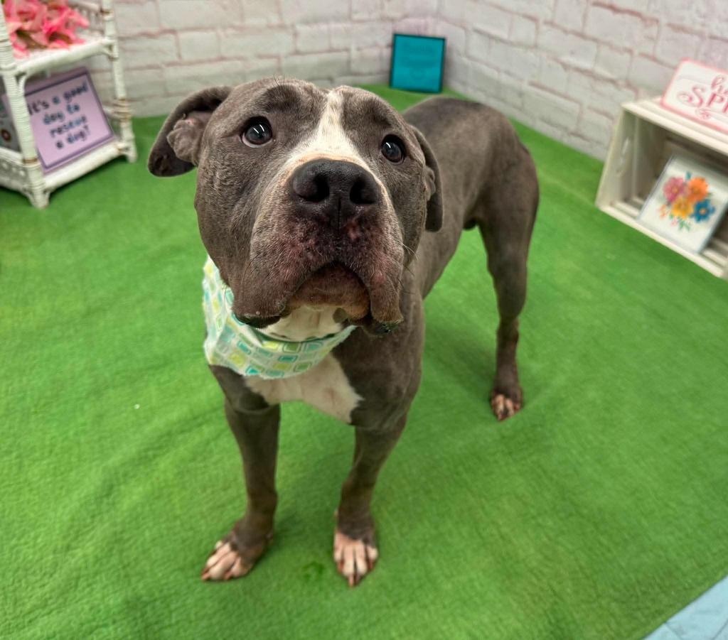 Iceland, a Adoptable mixed breed in Detroit, MI image 6/6