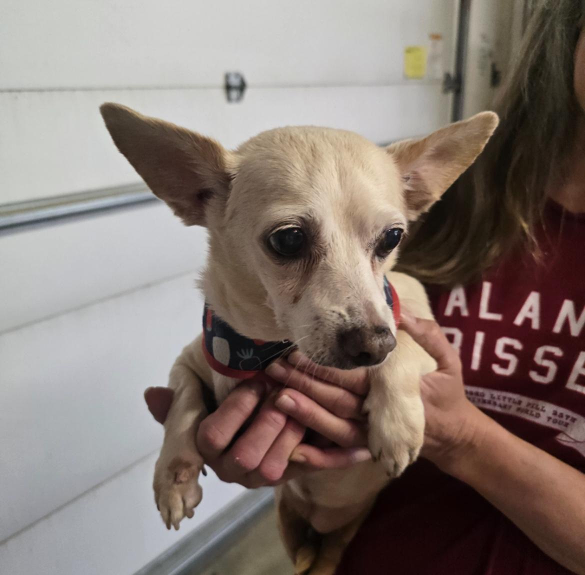Cricket, an adoptable Chihuahua, Dachshund (Long Haired) in Powell Butte, OR, 97753 | Photo Image 1