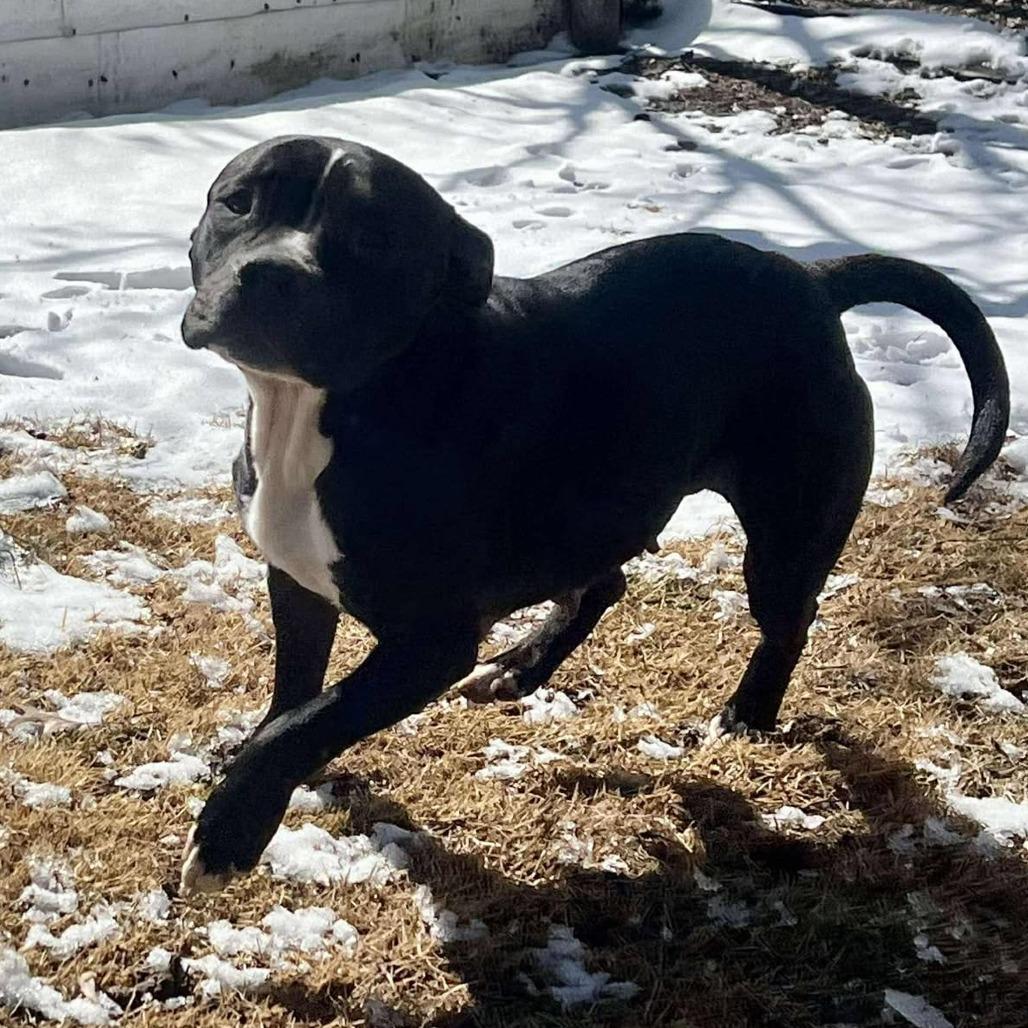 Sister Girl, Adoptable, Adult Female Pit Bull Terrier.