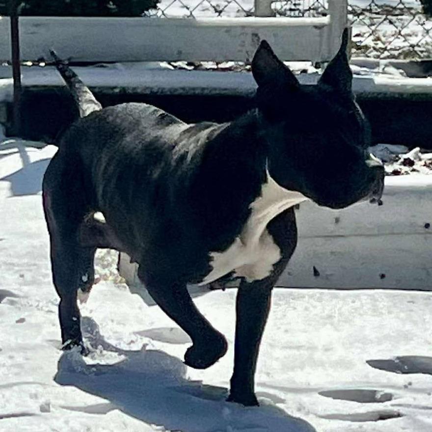 Sister Girl, a Adoptable Pit Bull Terrier in Olathe, KS image 2/6