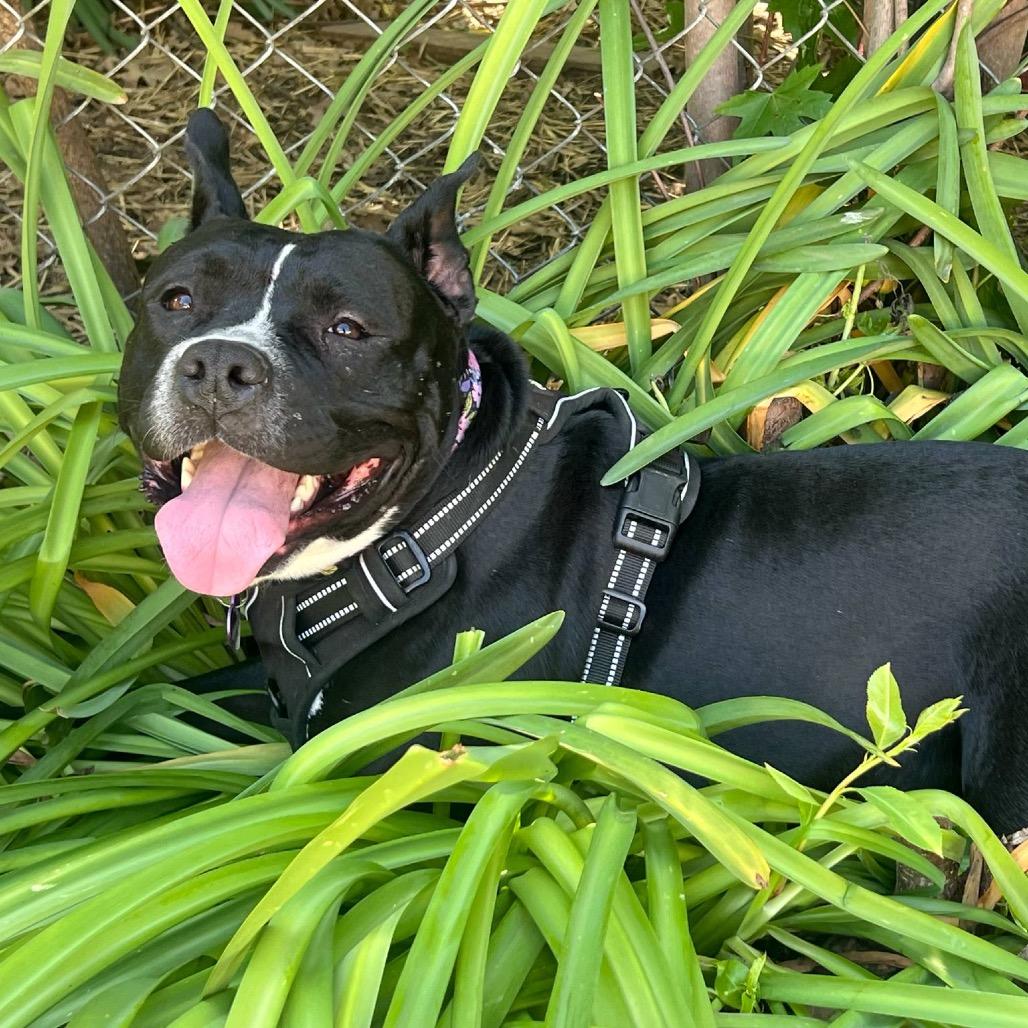 Sister Girl, a Adoptable Pit Bull Terrier in Olathe, KS image 3/6