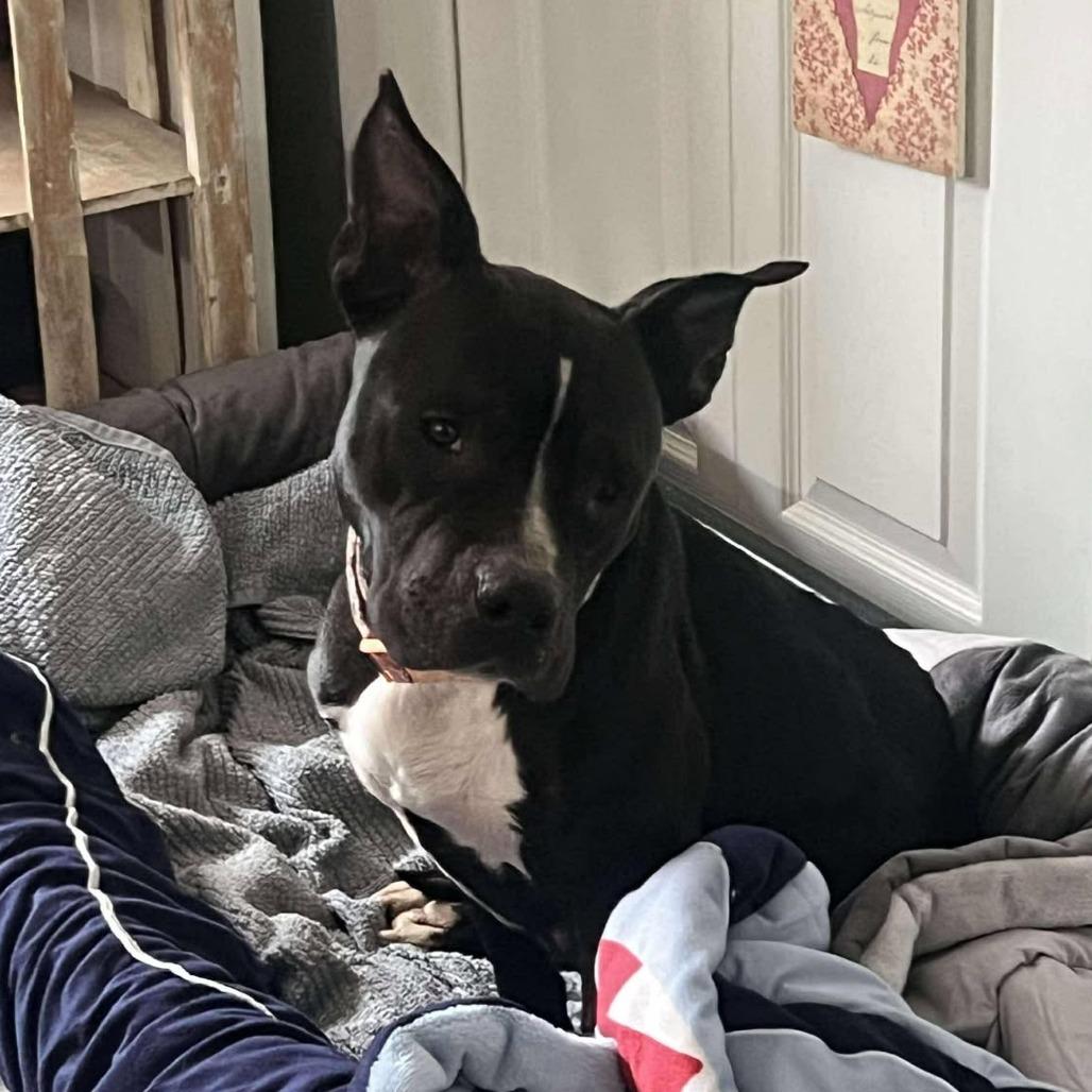 Sister Girl, a Adoptable Pit Bull Terrier in Olathe, KS image 4/6