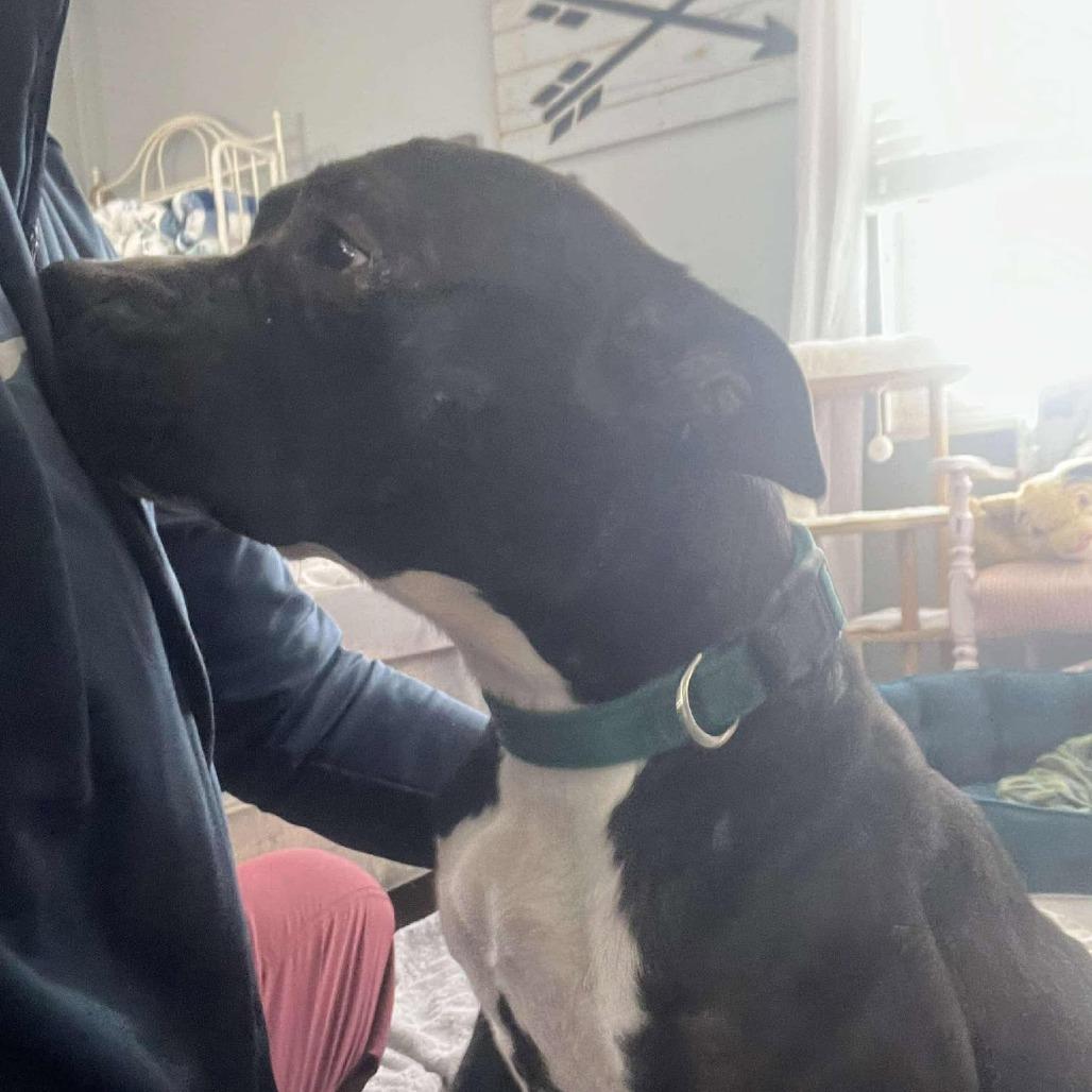 Sister Girl, a Adoptable Pit Bull Terrier in Olathe, KS image 5/6