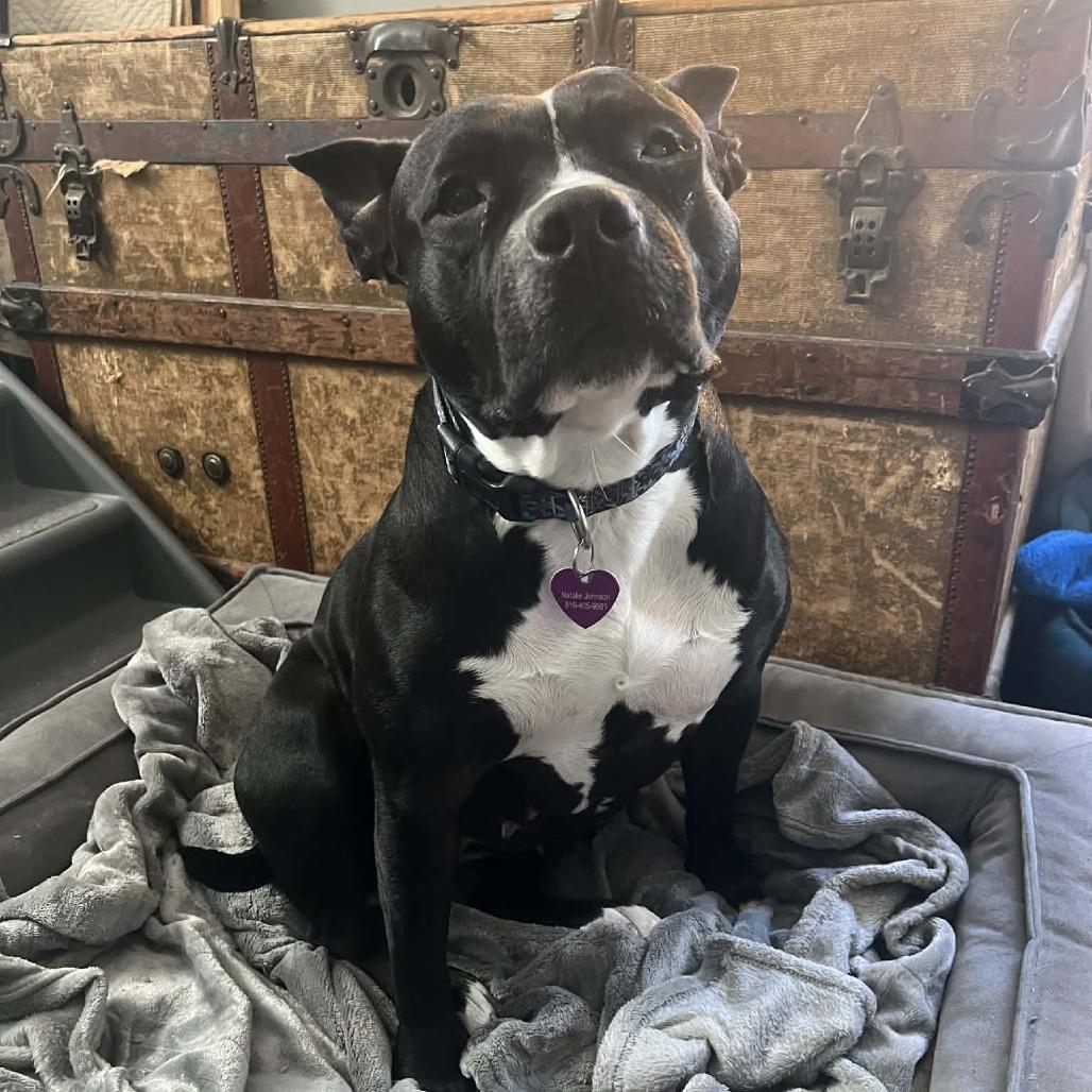 Enlarge Sister Girl, a Adoptable Pit Bull Terrier in Olathe, KS image 4/6