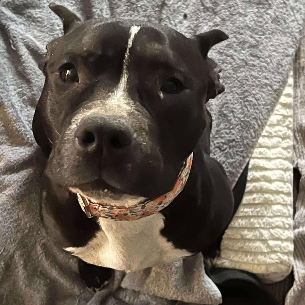 Sister Girl, a Adoptable Pit Bull Terrier in Olathe, KS image 6/6