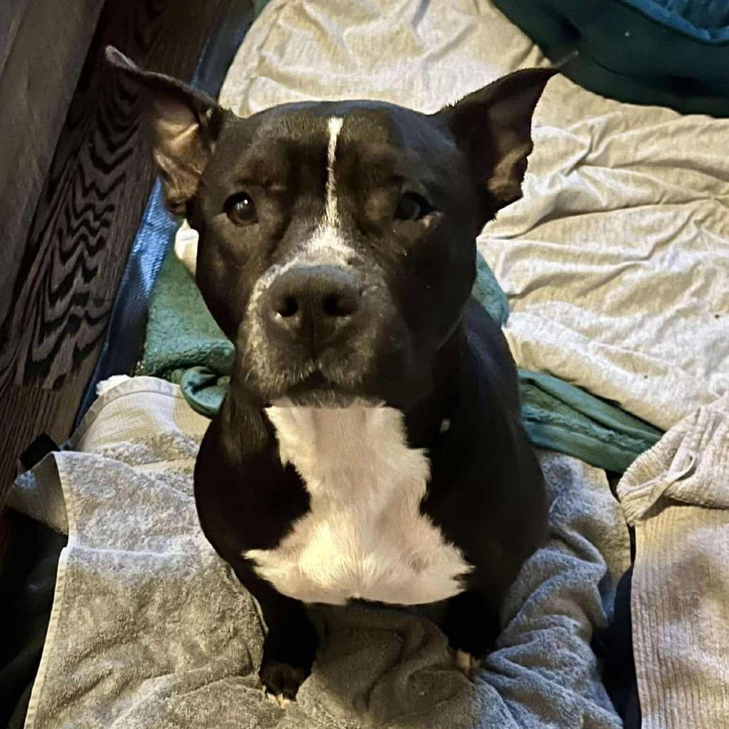 Enlarge Sister Girl, a Adoptable Pit Bull Terrier in Olathe, KS image 6/6