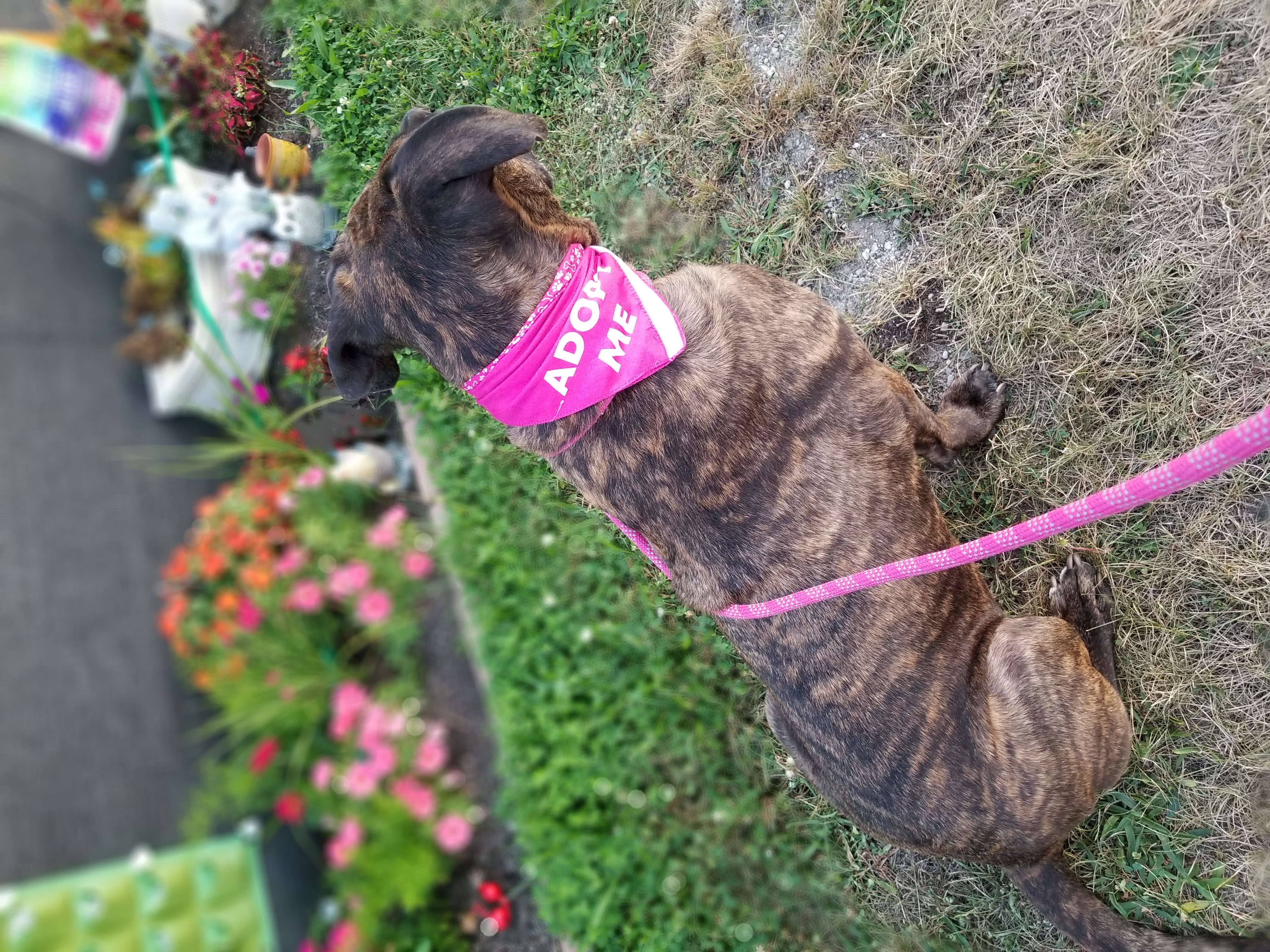 Dually, a Adoptable mixed breed in Indianapolis, IN image 2/6