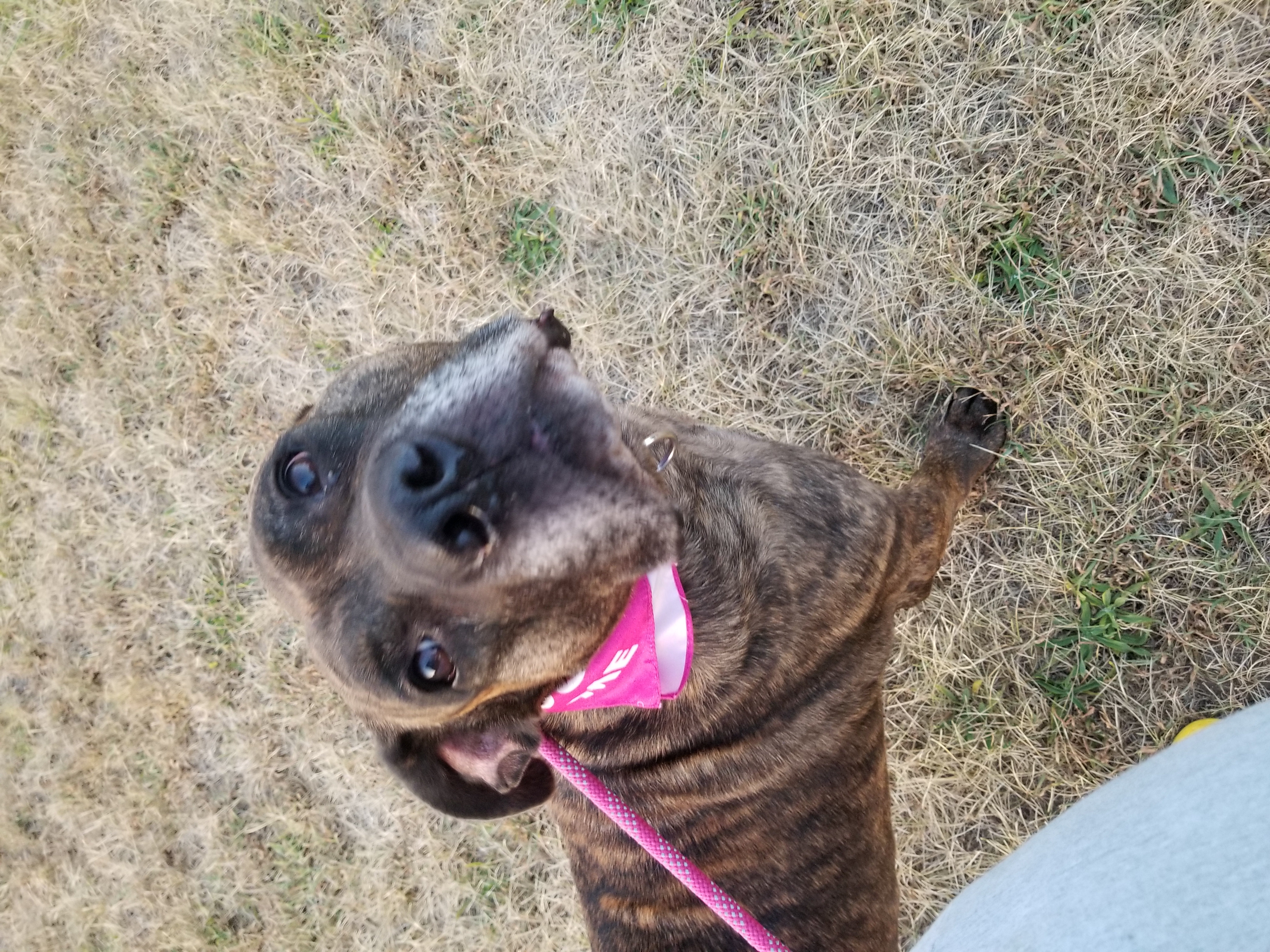 Dually, a Adoptable mixed breed in Indianapolis, IN image 1/6