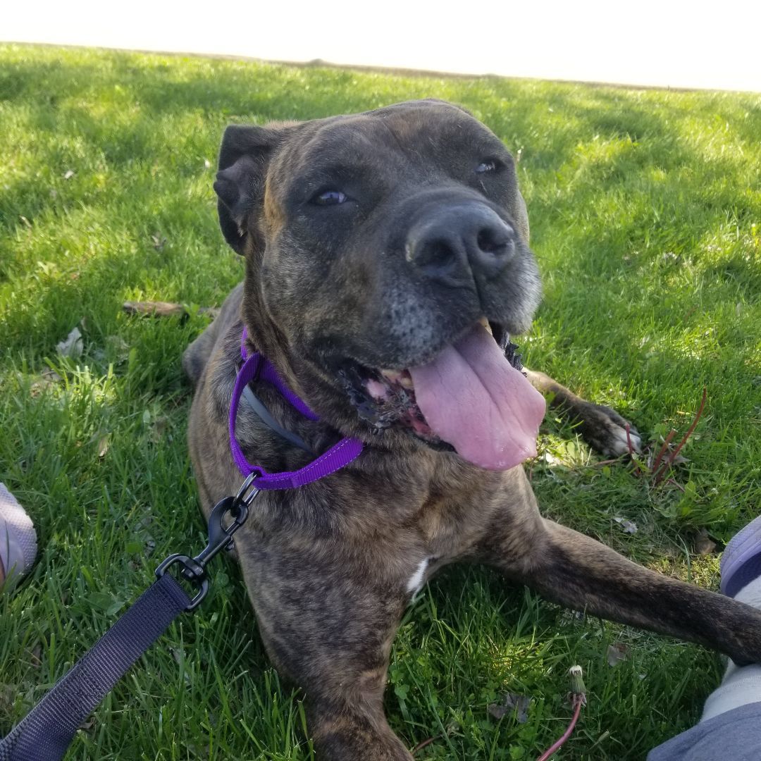 Dually, a Adoptable mixed breed in Indianapolis, IN image 5/6