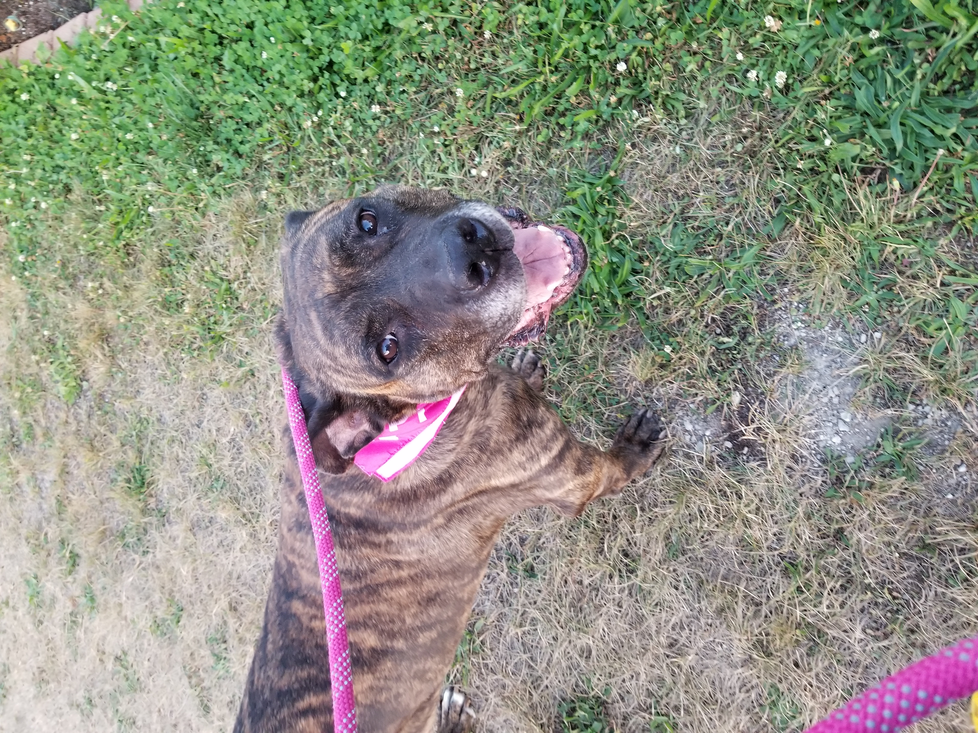 Dually, a Adoptable mixed breed in Indianapolis, IN image 6/6