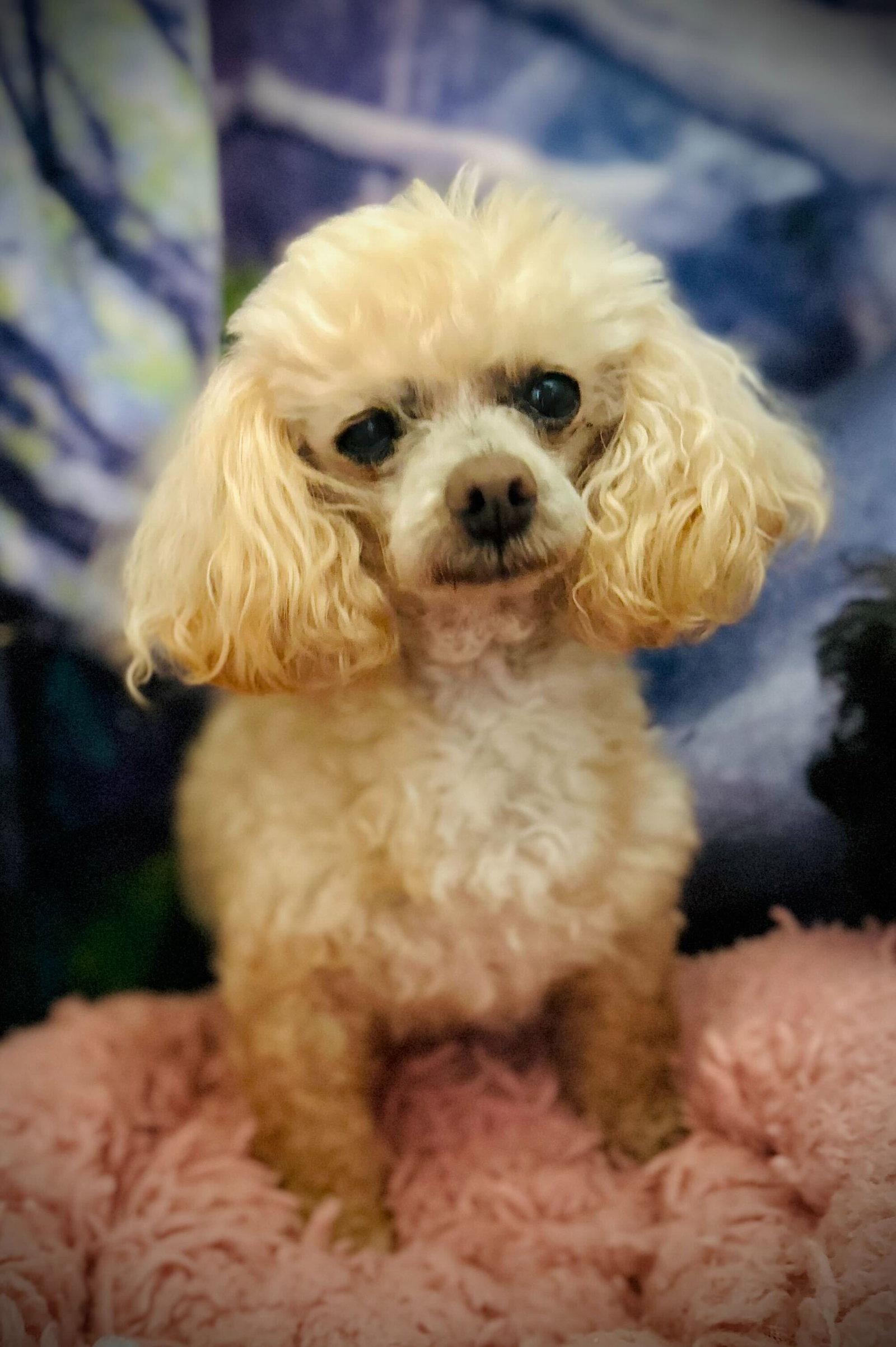 Enlarge Gizmo Russell Dec 25, a Adoptable Poodle in Pacolet, SC image 1/3