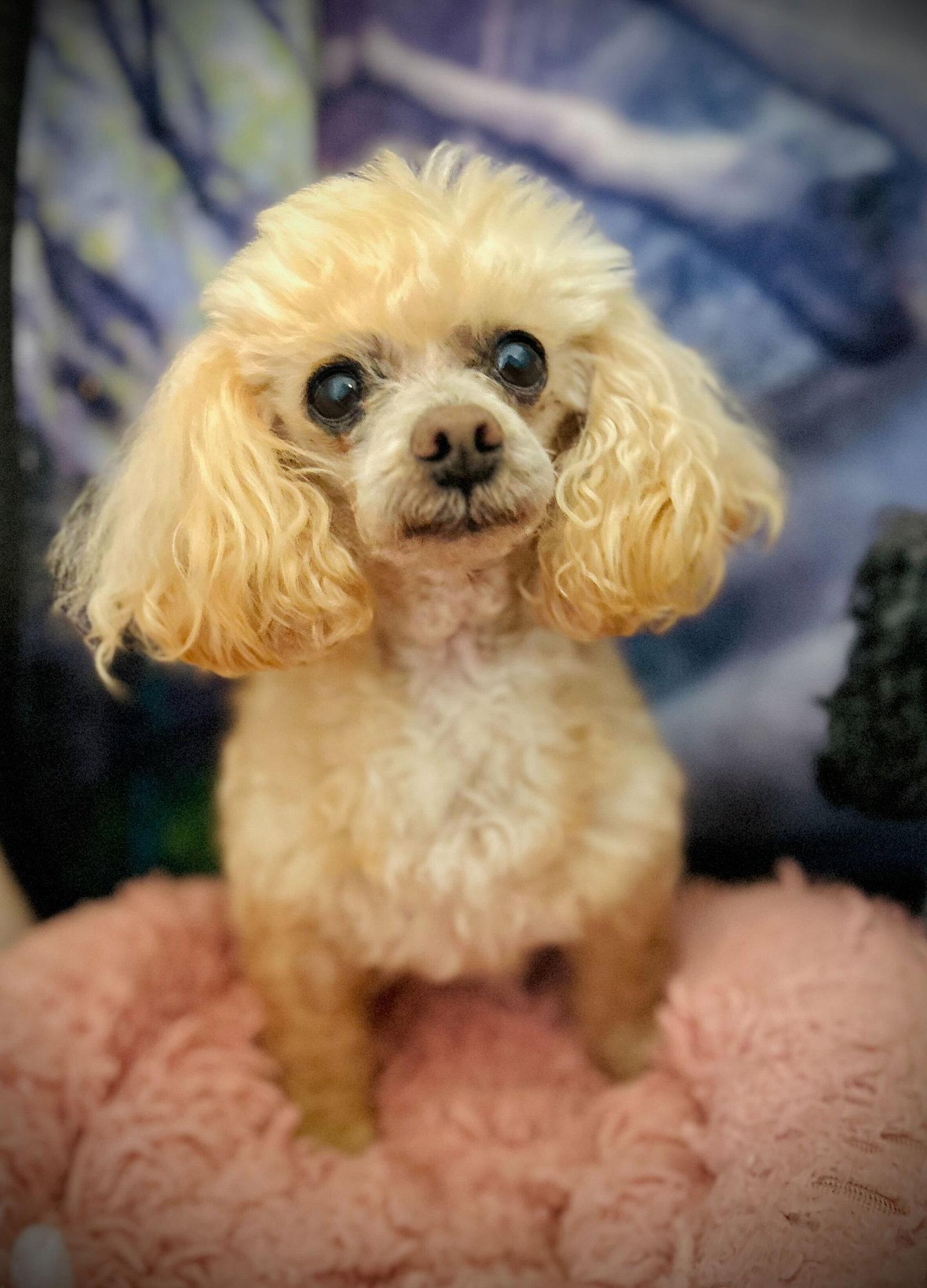 Enlarge Gizmo Russell Dec 25, a Adoptable Poodle in Pacolet, SC image 2/3