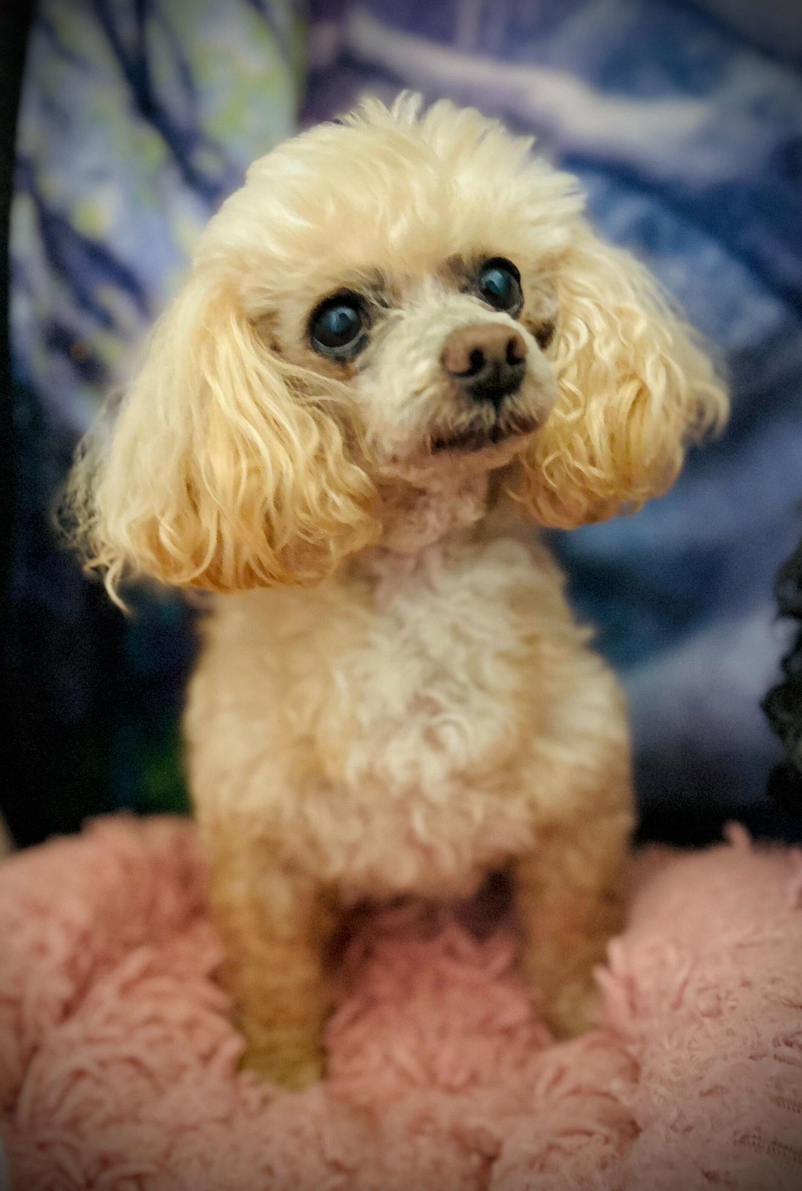 Enlarge Gizmo Russell Dec 25, a Adoptable Poodle in Pacolet, SC image 3/3