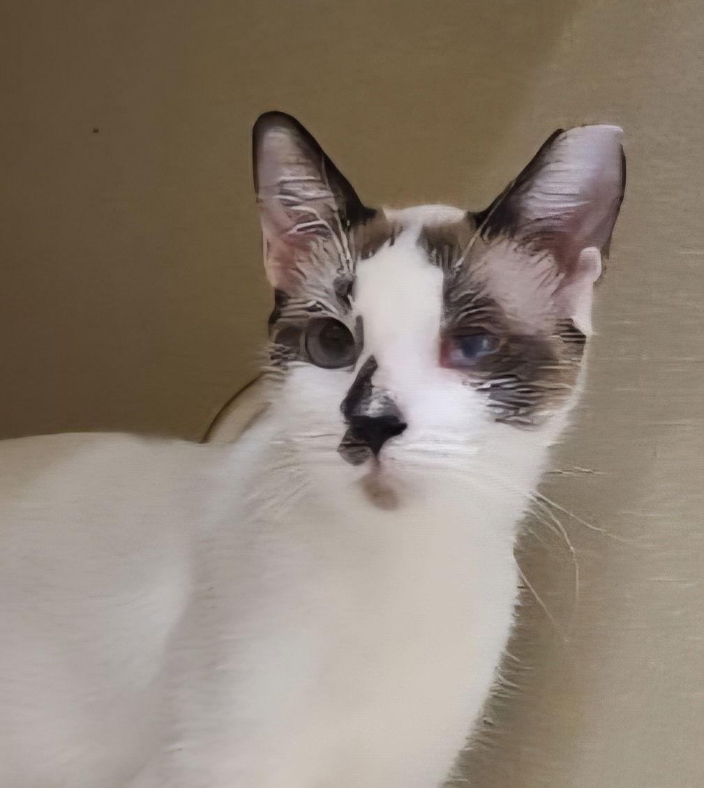Bluebell, Adoptable, Adult Female Siamese.