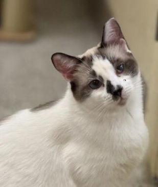 Enlarge Bluebell, a Adoptable Siamese in Phoenix, AZ image 2/3