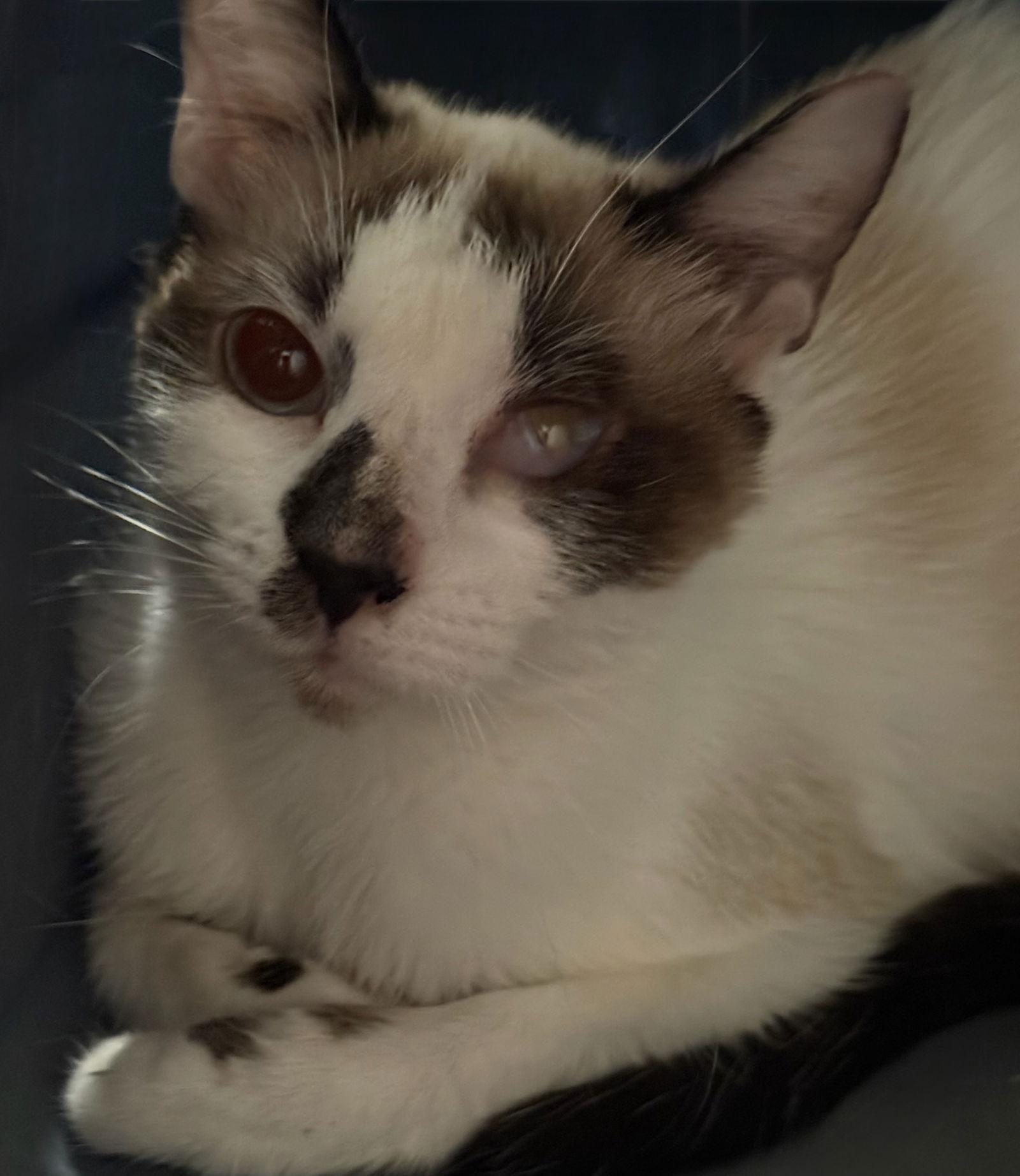 Enlarge Bluebell, a Adoptable Siamese in Phoenix, AZ image 3/3