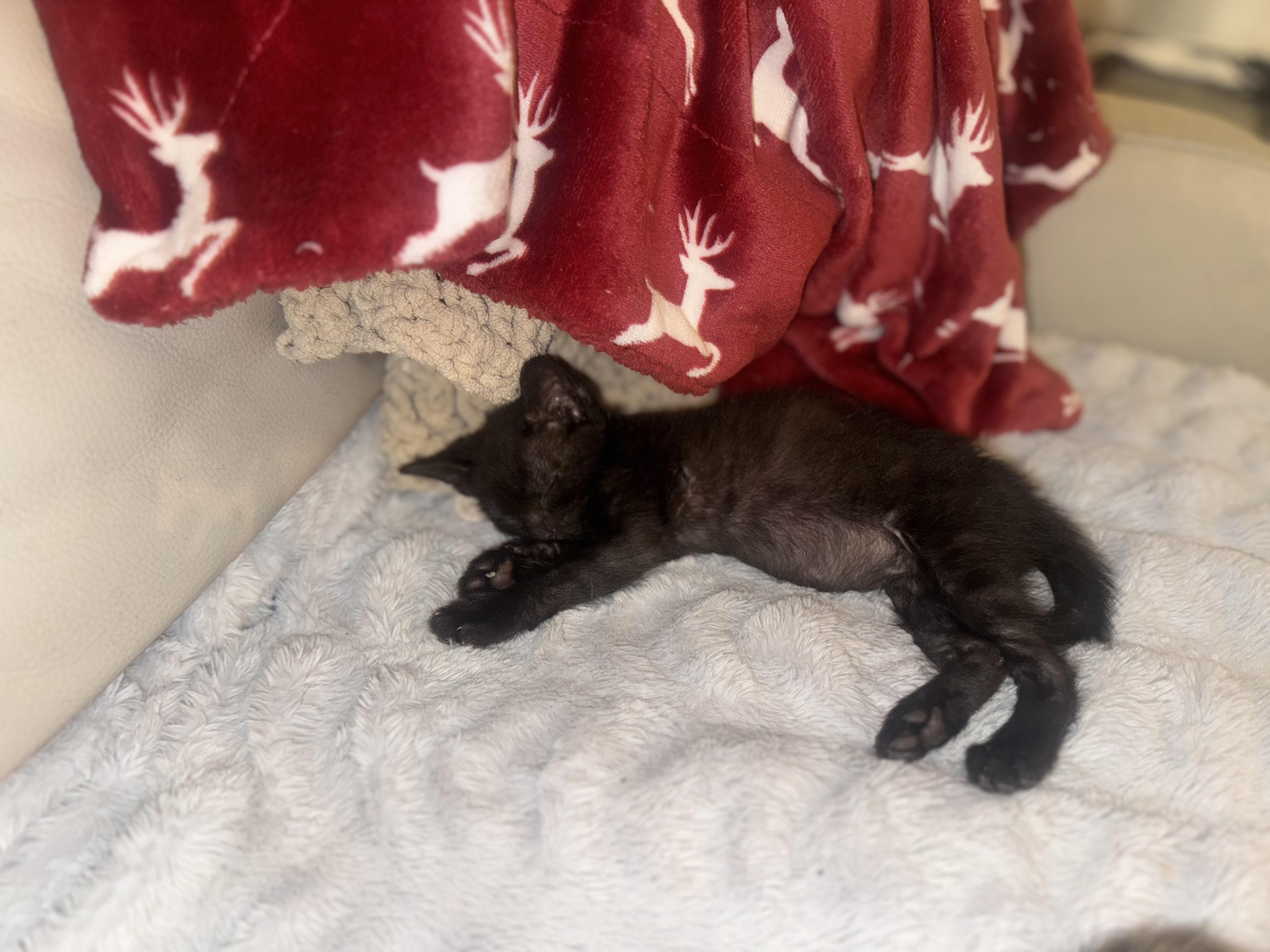 Wonder, adopted, Kitten Male Domestic Short Hair.