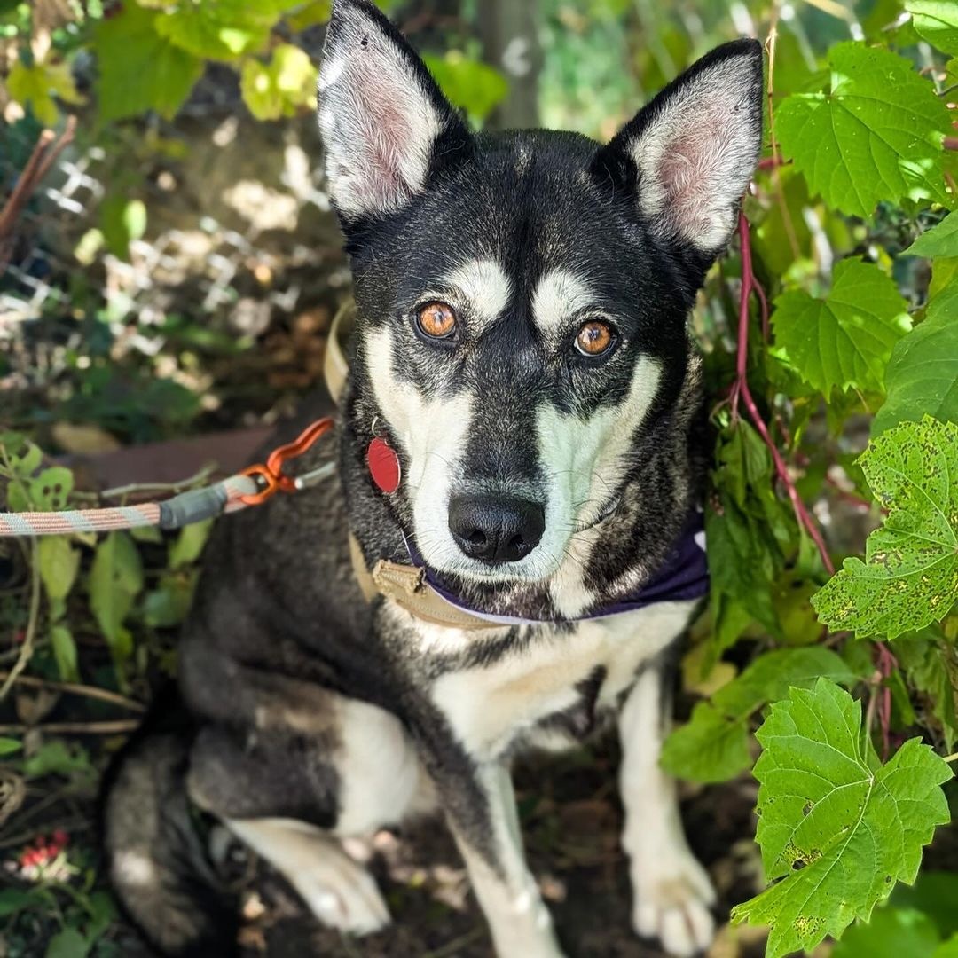 Louella, a Adoptable mixed breed in Detroit, MI image 2/6