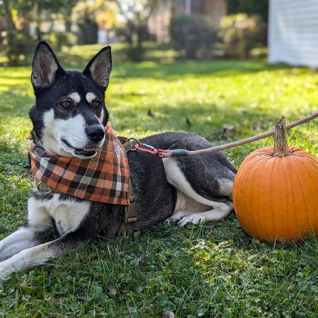 Louella, a Adoptable mixed breed in Detroit, MI image 5/6