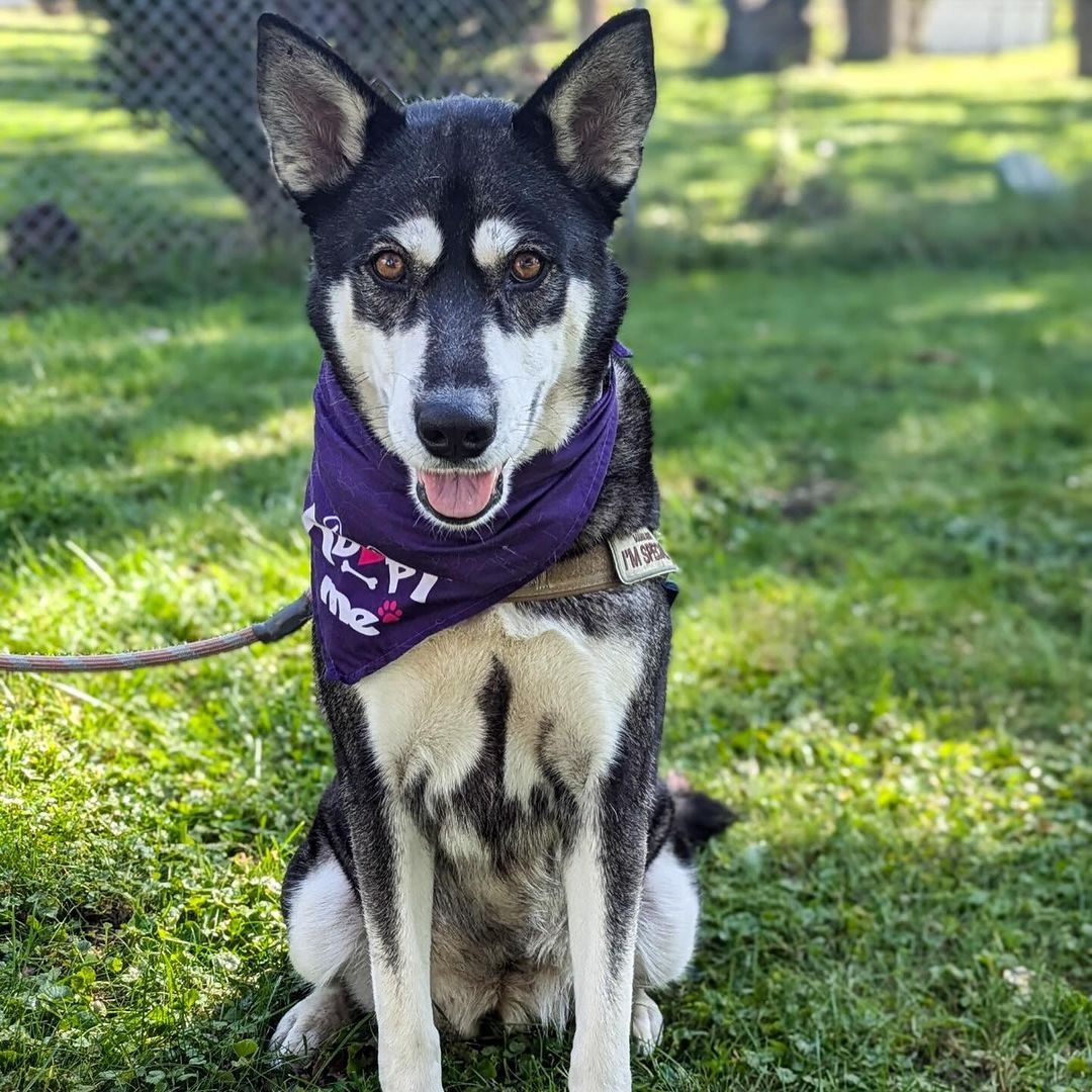 Louella, a Adoptable mixed breed in Detroit, MI image 3/6
