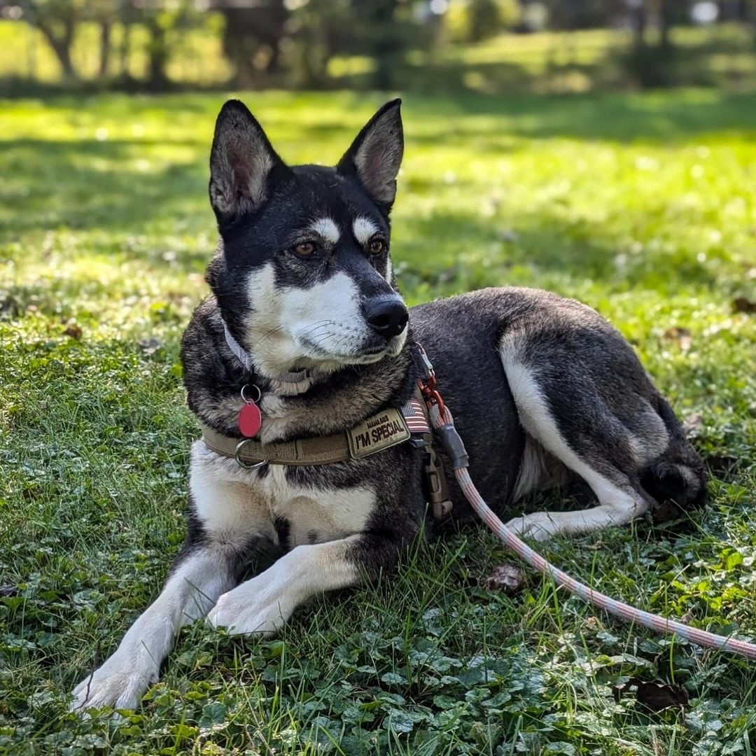 Louella, a Adoptable mixed breed in Detroit, MI image 6/6