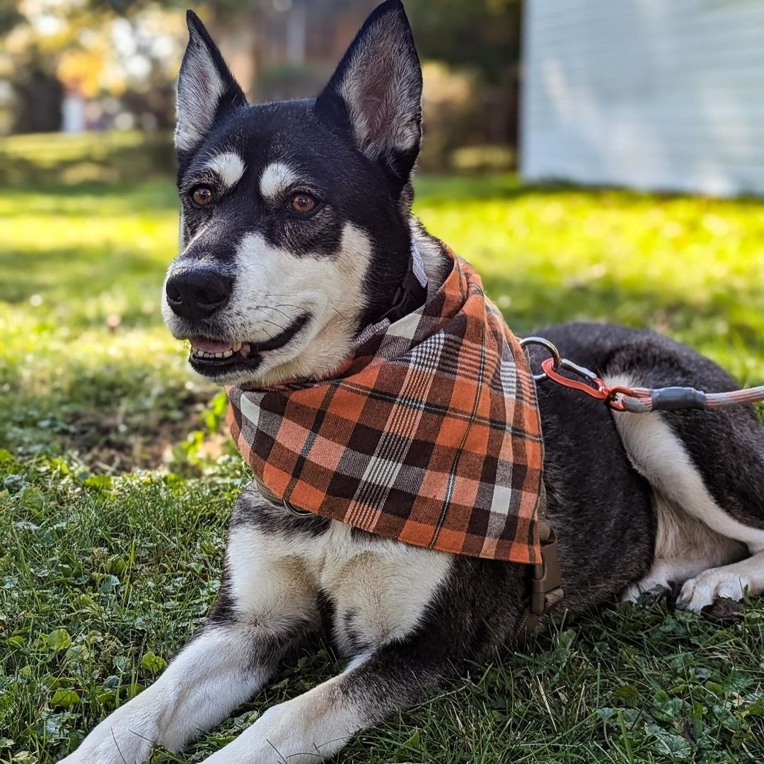 Louella, a Adoptable mixed breed in Detroit, MI image 1/6