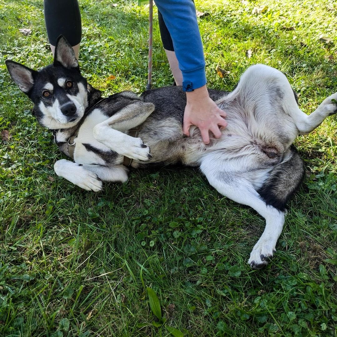Louella, a Adoptable mixed breed in Detroit, MI image 4/6