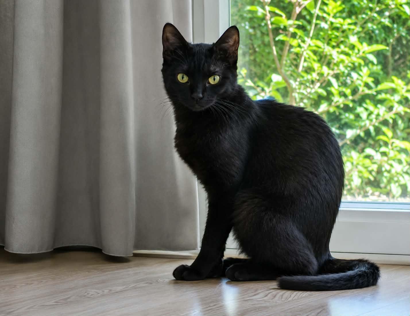 Fluff, ADOPTABLE, Kitten Male Domestic Short Hair.
